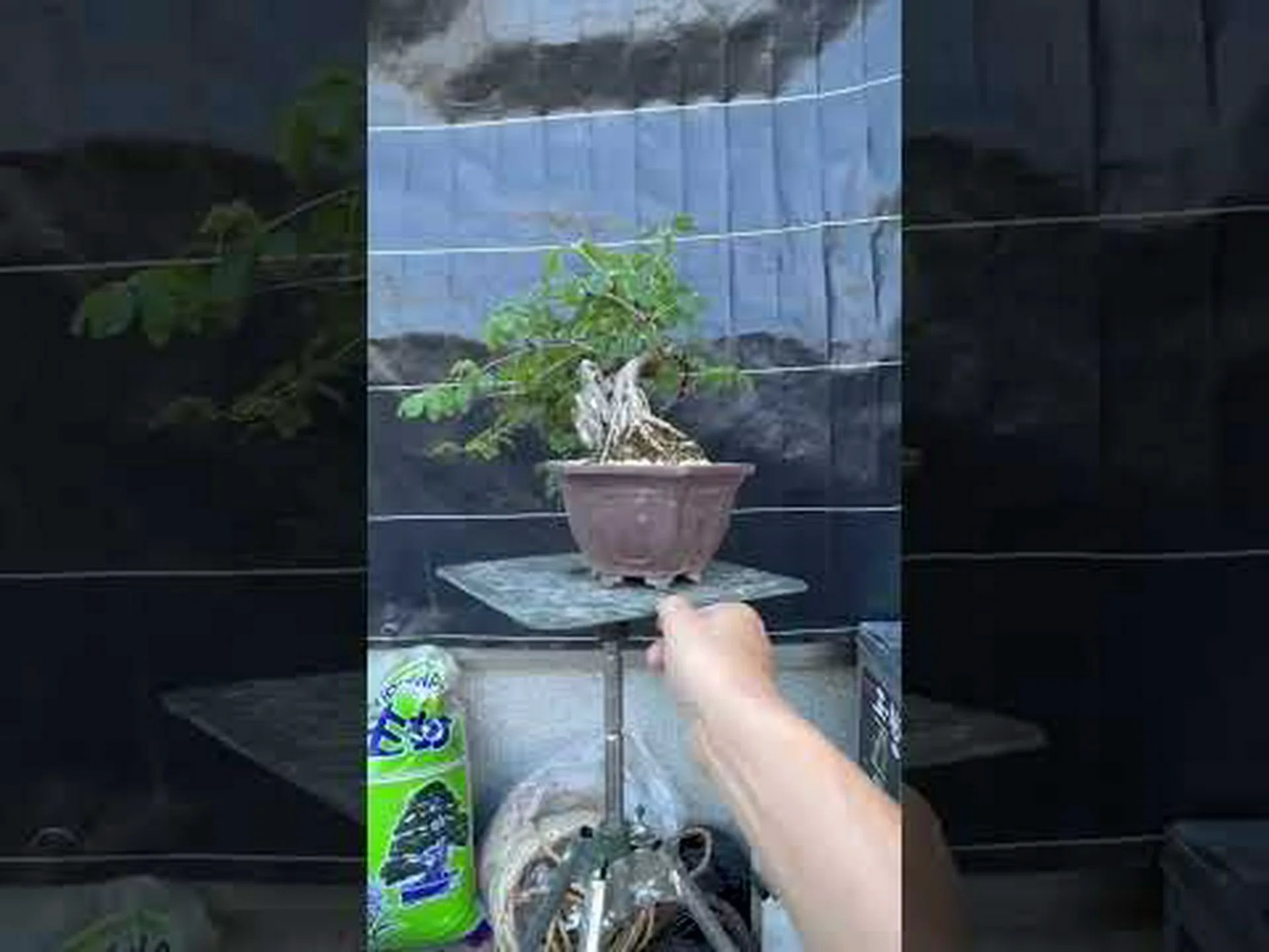 五葉あけび、チョコレート蔓 五葉あけび、チョコレート蔓