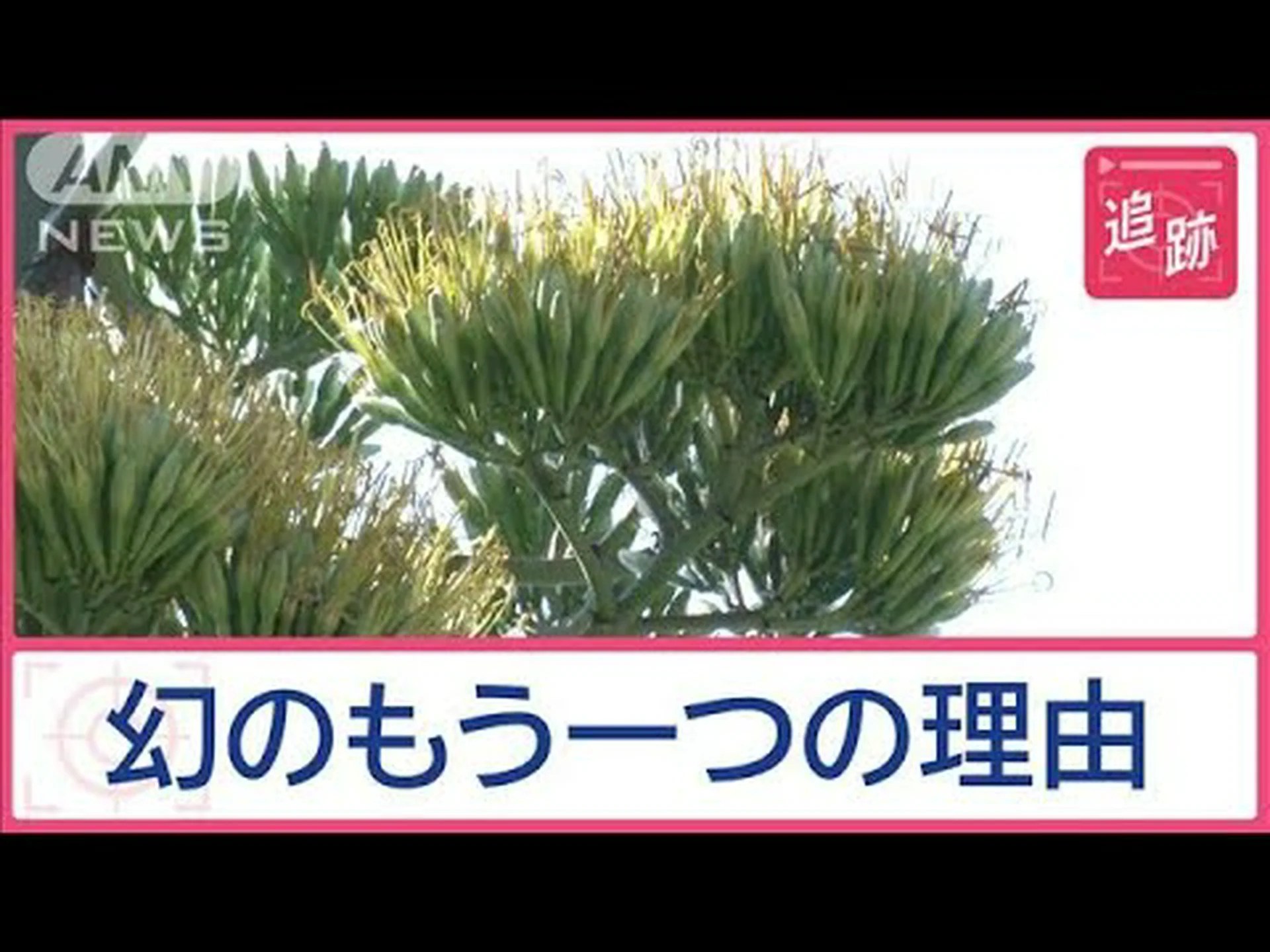 スワンネックリュウゼツラン スワンネックリュウゼツラン