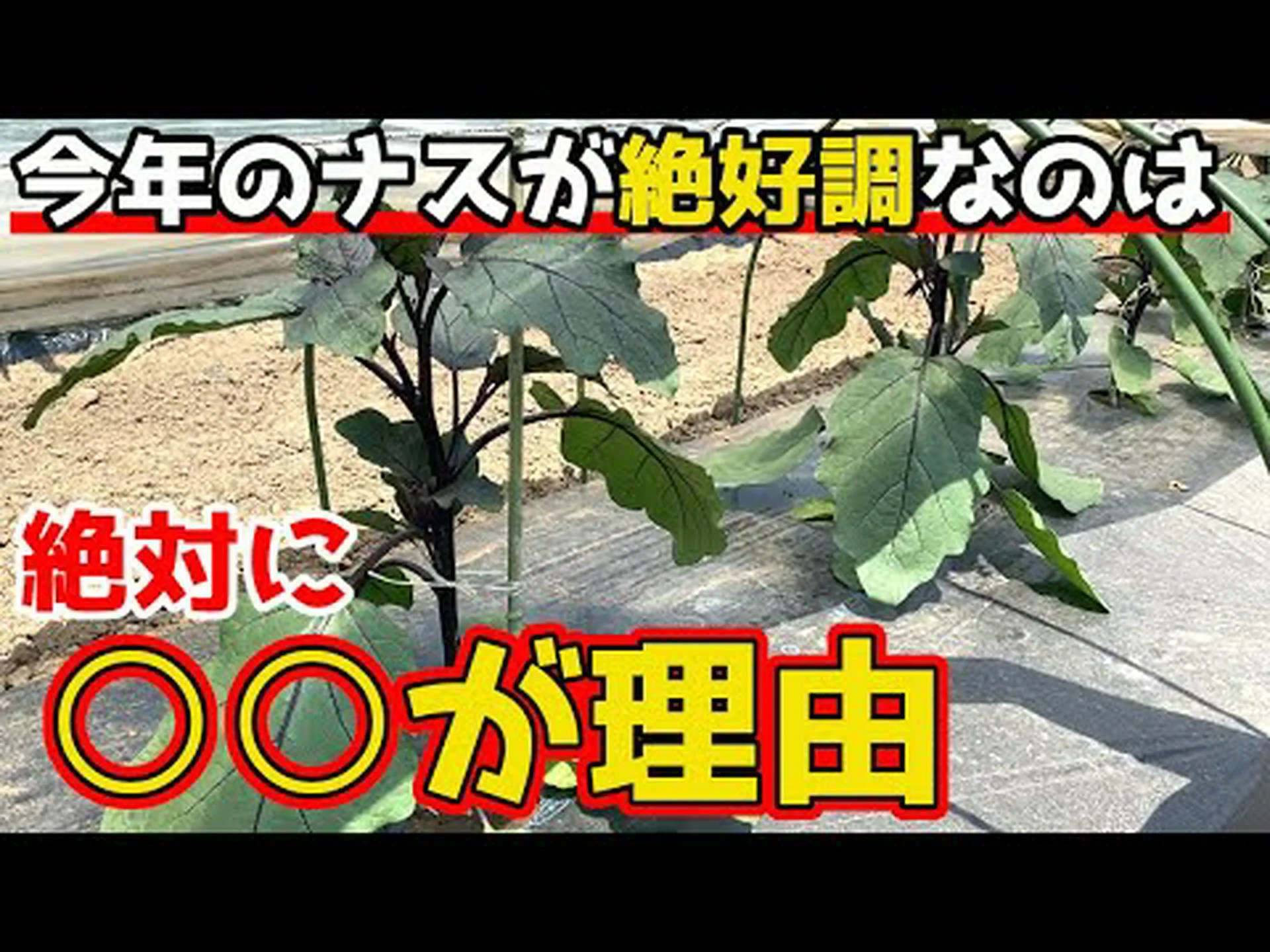 ナスの成長カレンダー ナスの成長カレンダー