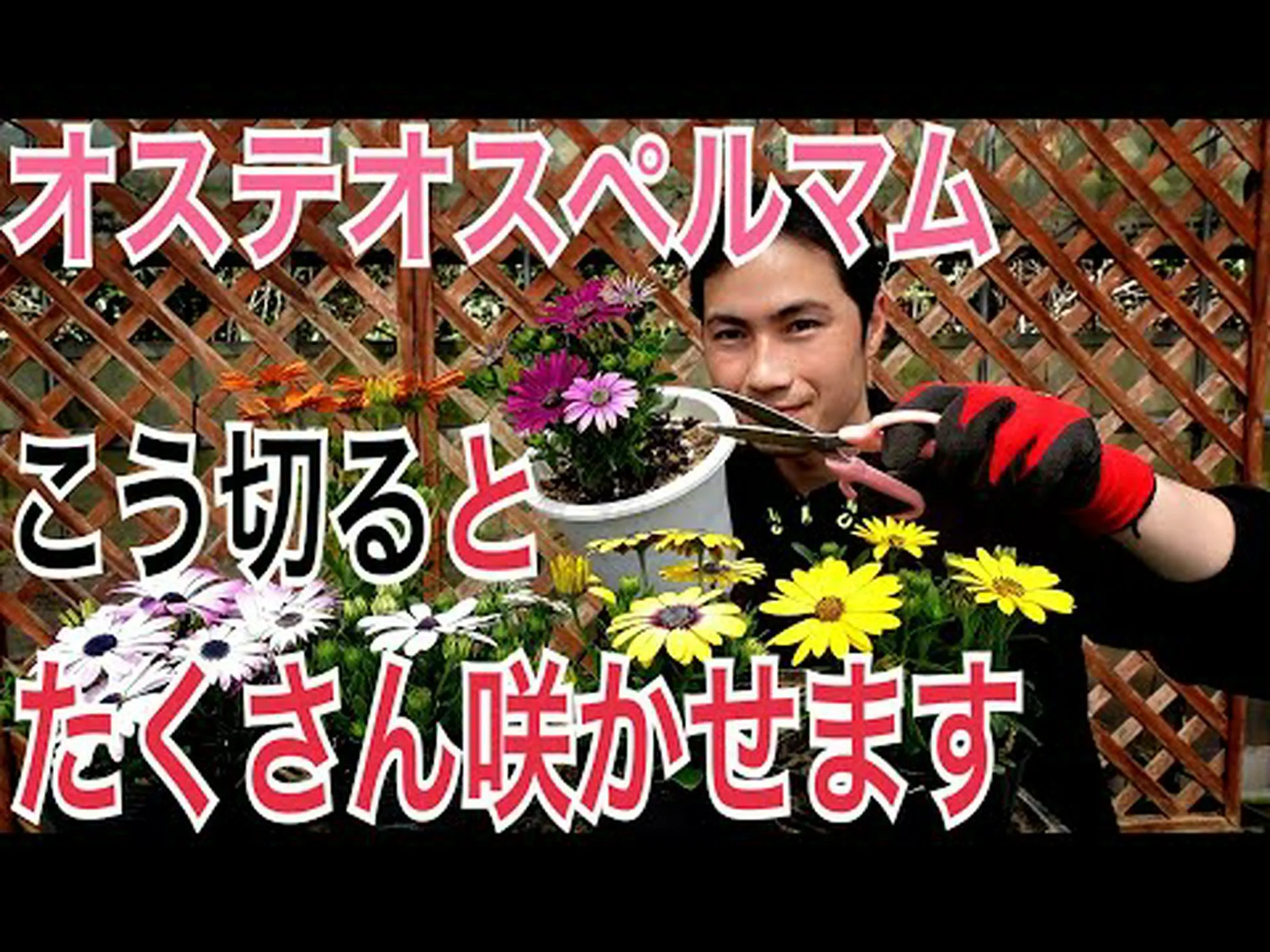 オステオスペルマムを鉢で越冬させるにはどうすればいいですか? オステオスペルマムを鉢で越冬させるにはどうすればいいですか?