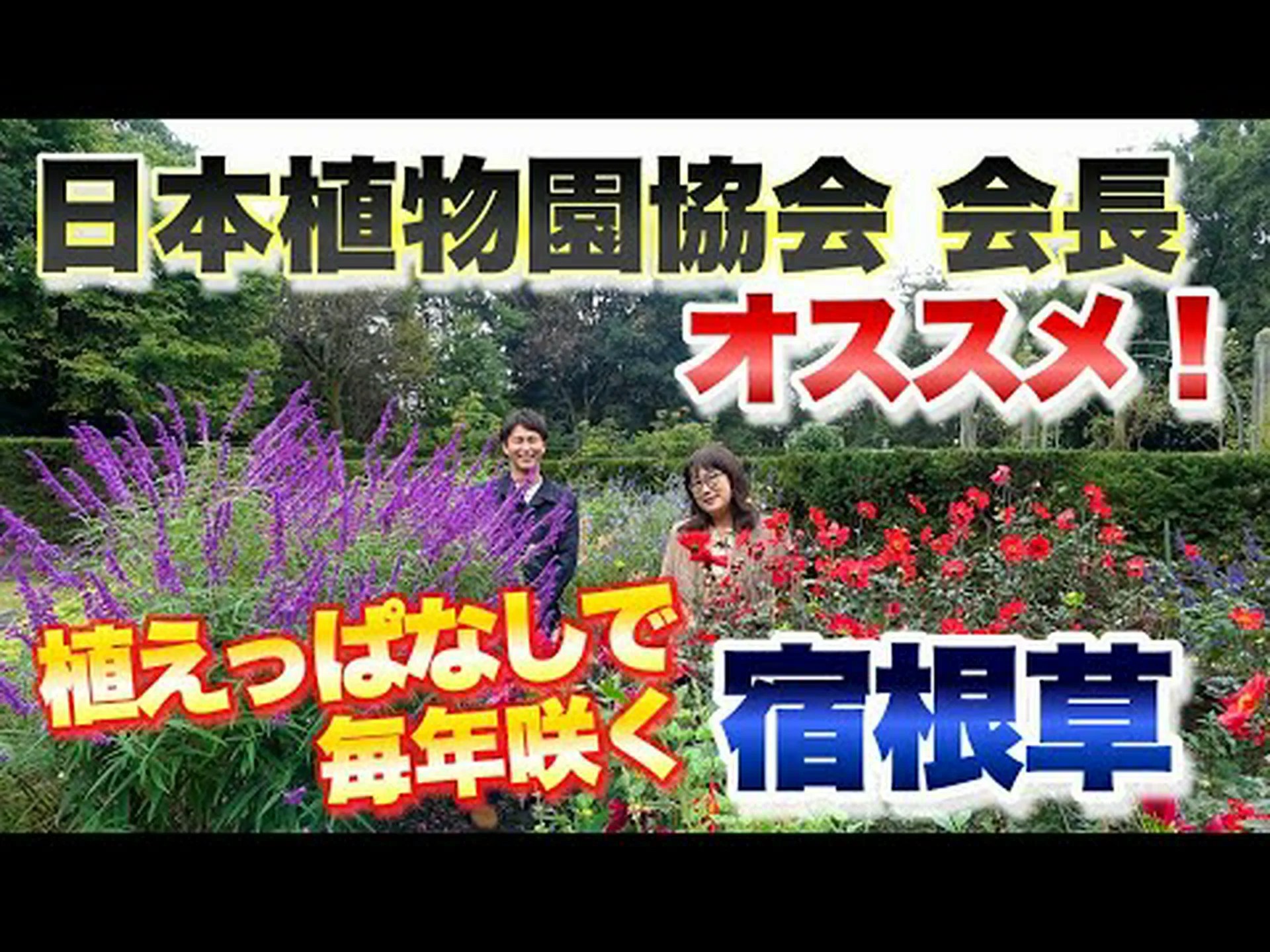 パルサティラ パルサティラ