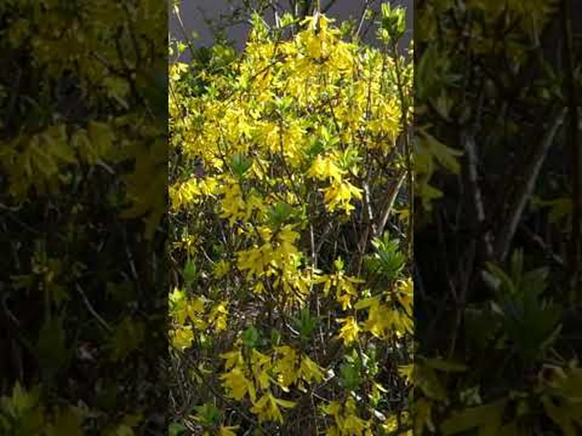 中間レンギョウ、パリミモザ 中間レンギョウ、パリミモザ