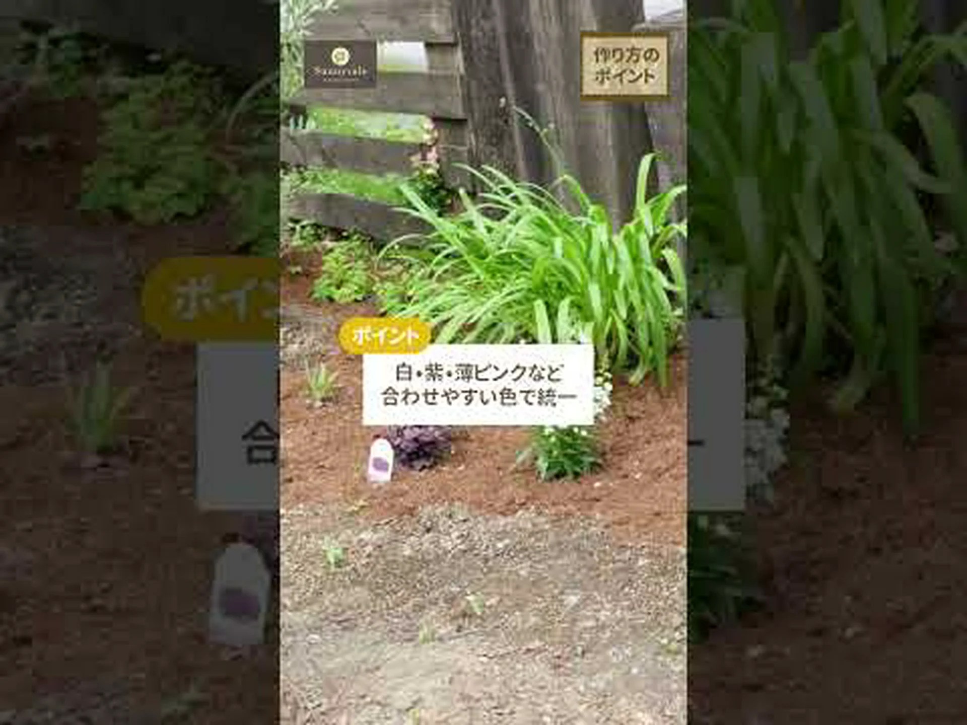 銀色の葉を持つ多年草10本 銀色の葉を持つ多年草10本