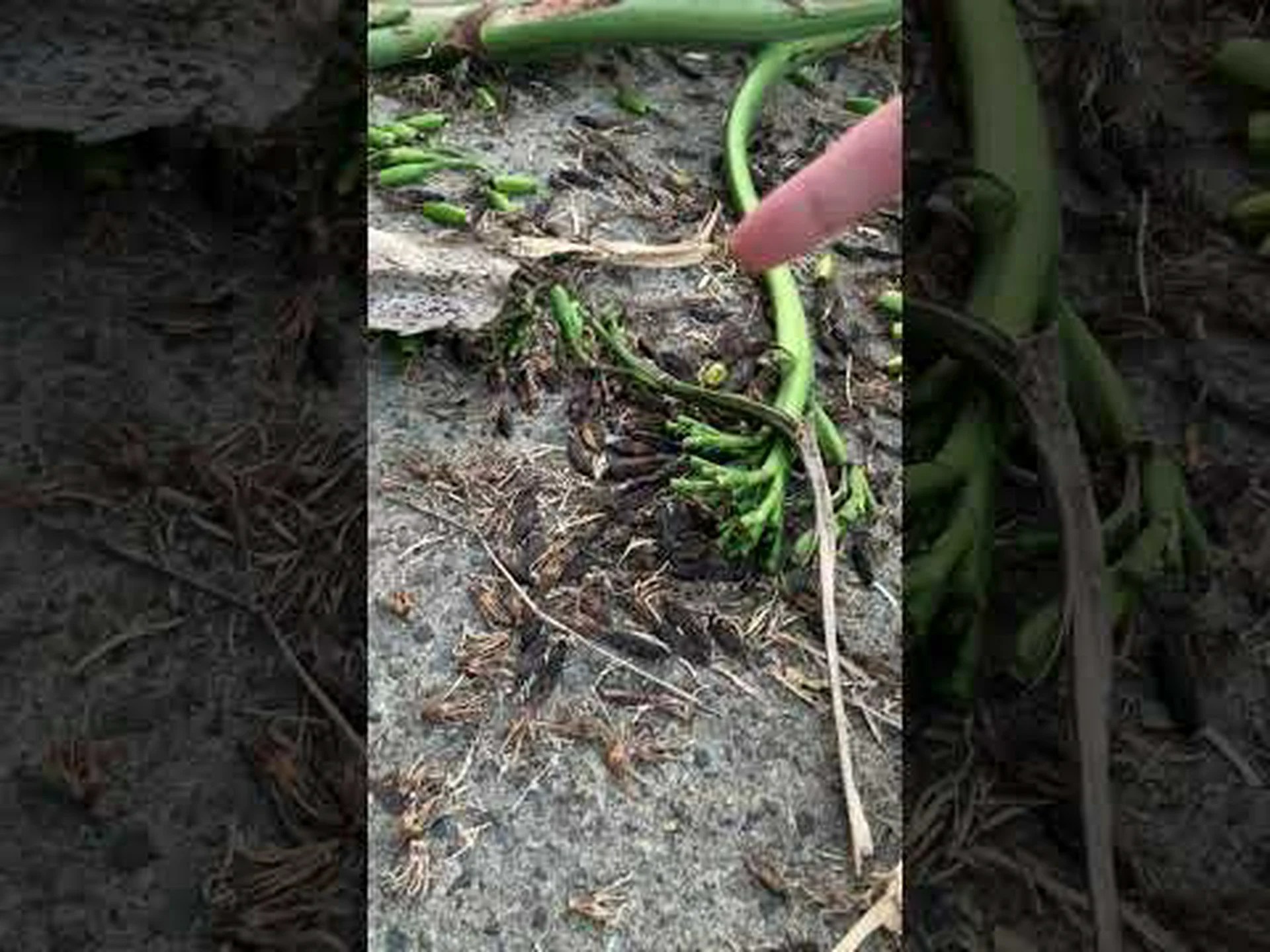 ウェーバーのリュウゼツラン ウェーバーのリュウゼツラン