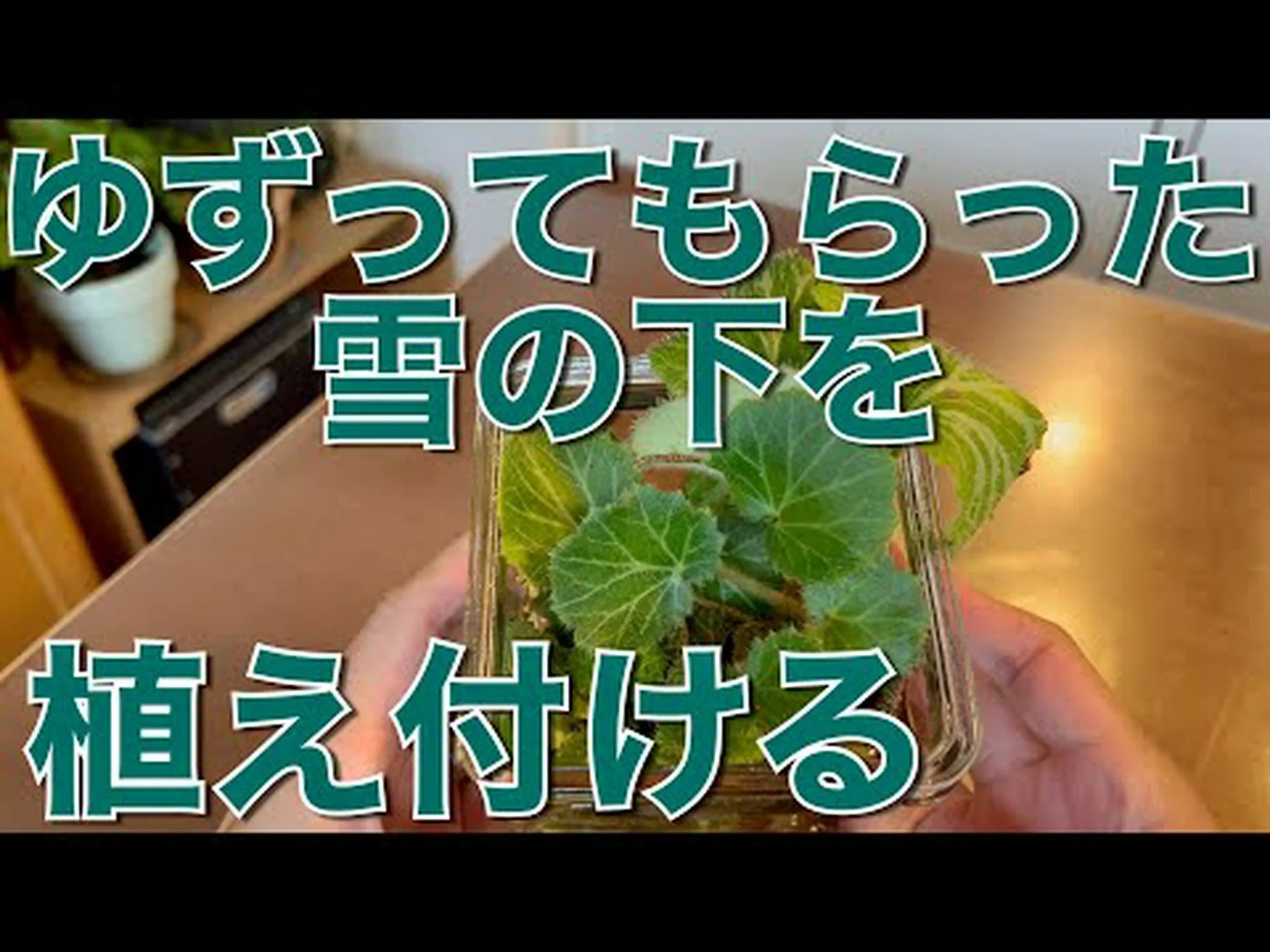 ユキノシタ ユキノシタ