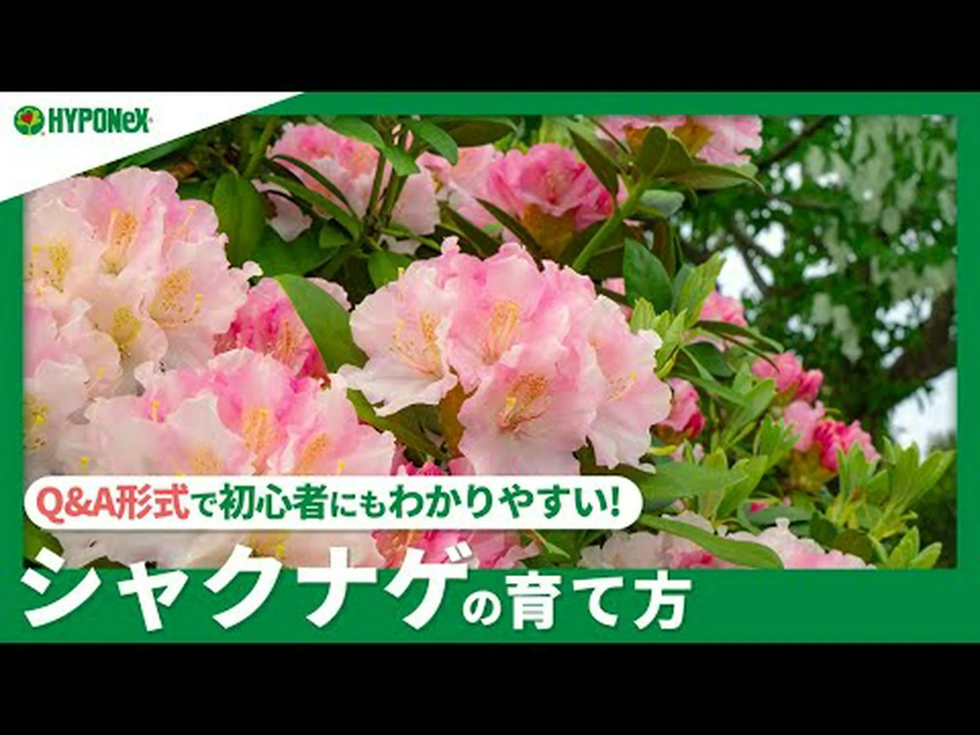 ツツジとシャクナゲを鉢植えで育てています ツツジとシャクナゲを鉢植えで育てています