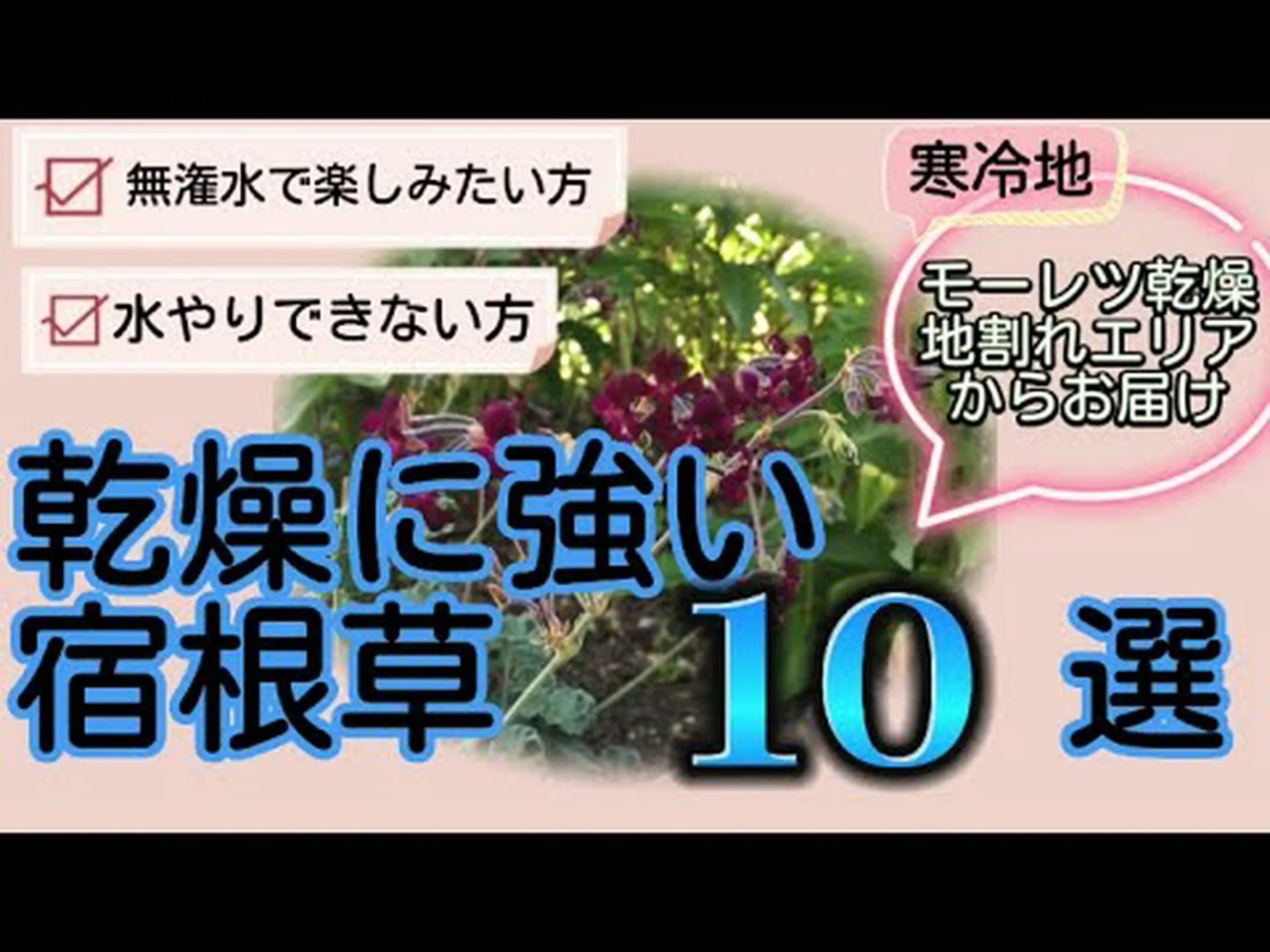 エリトリン、乾燥に強い植物 エリトリン、乾燥に強い植物