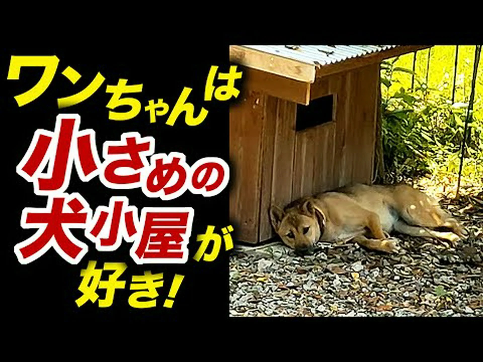 犬小屋をどこに設置するか? 犬小屋をどこに設置するか?