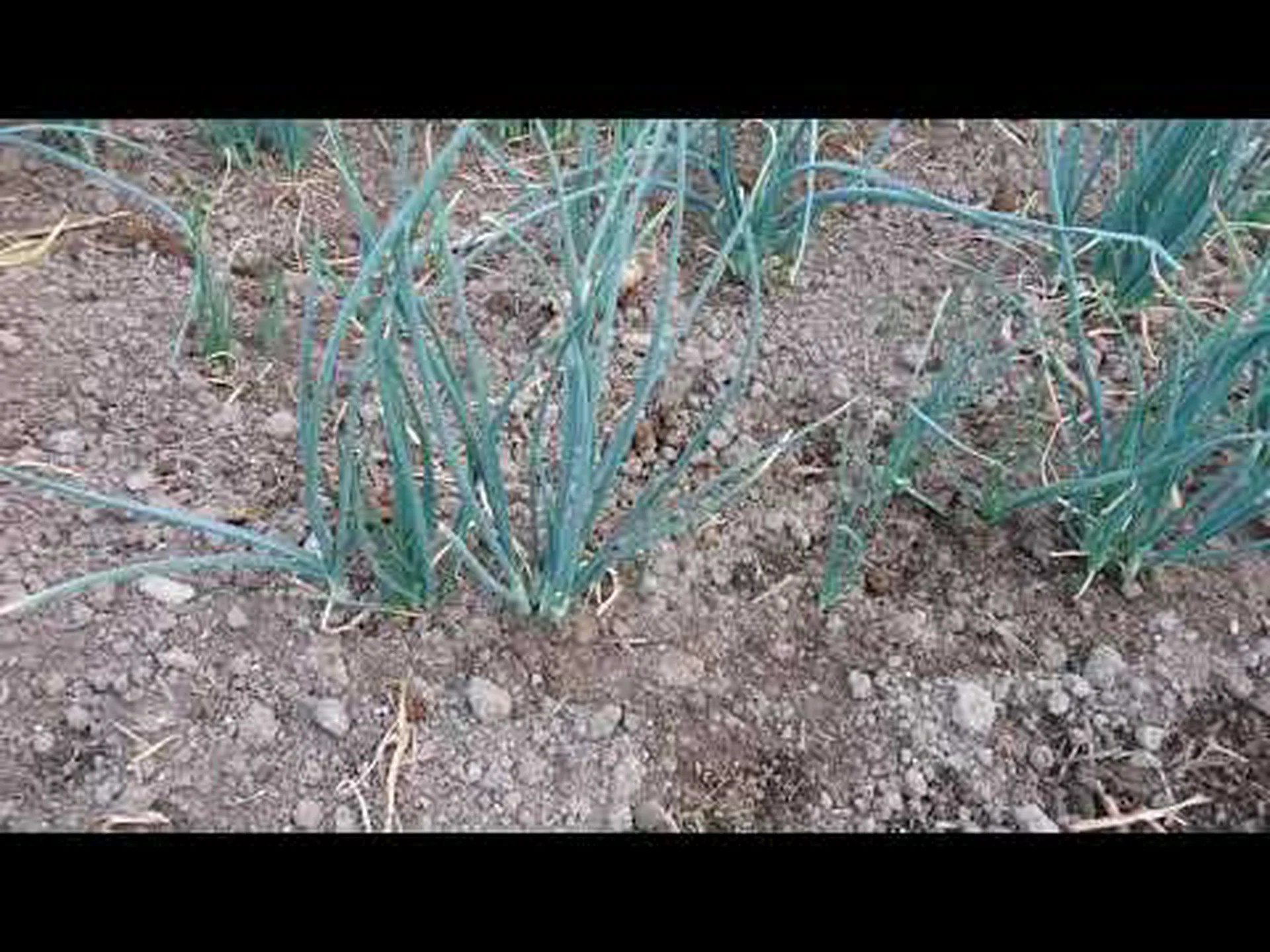 エシャロット エシャロット