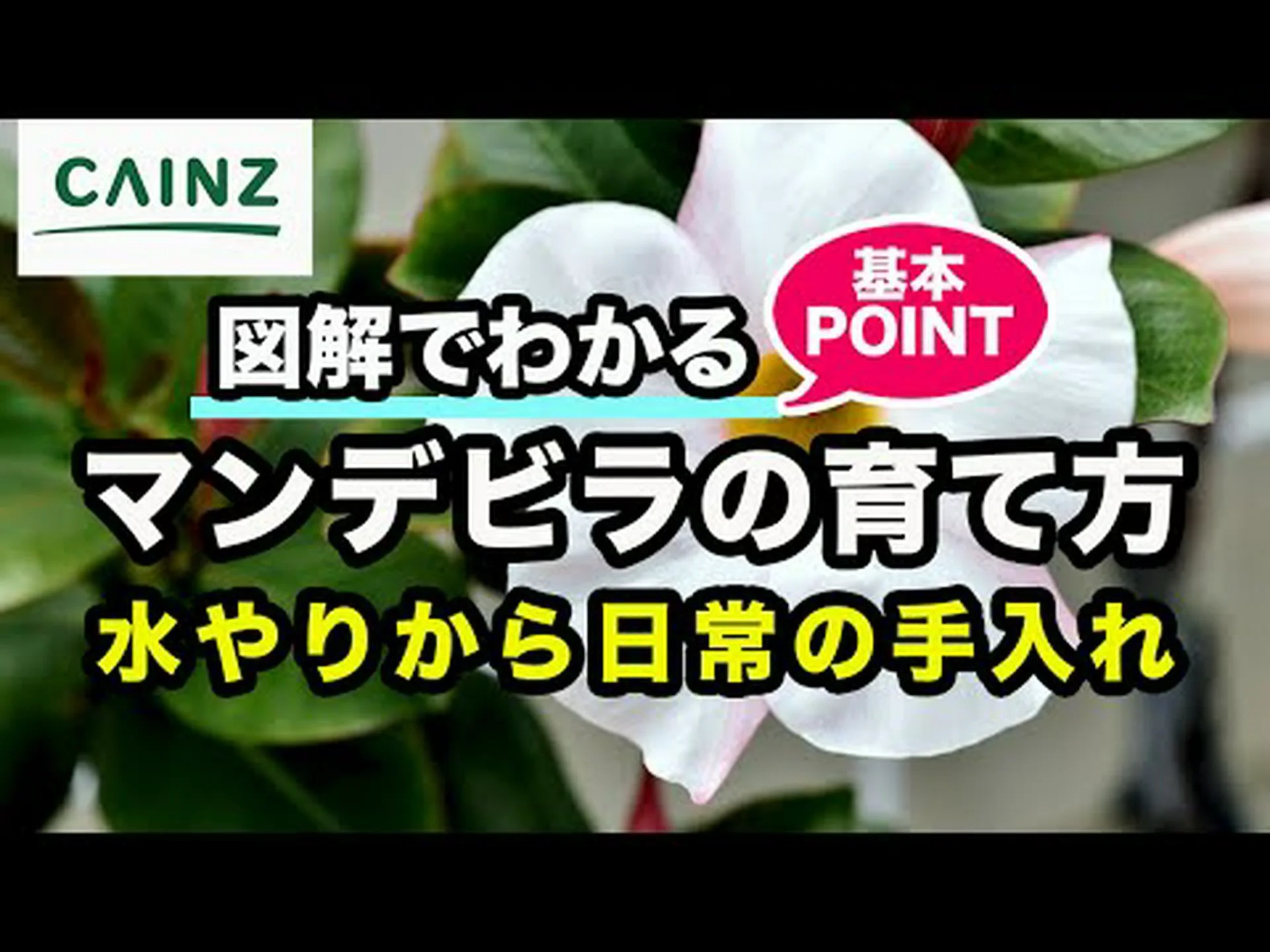 ディプラデニアに関するよくある質問 ディプラデニアに関するよくある質問