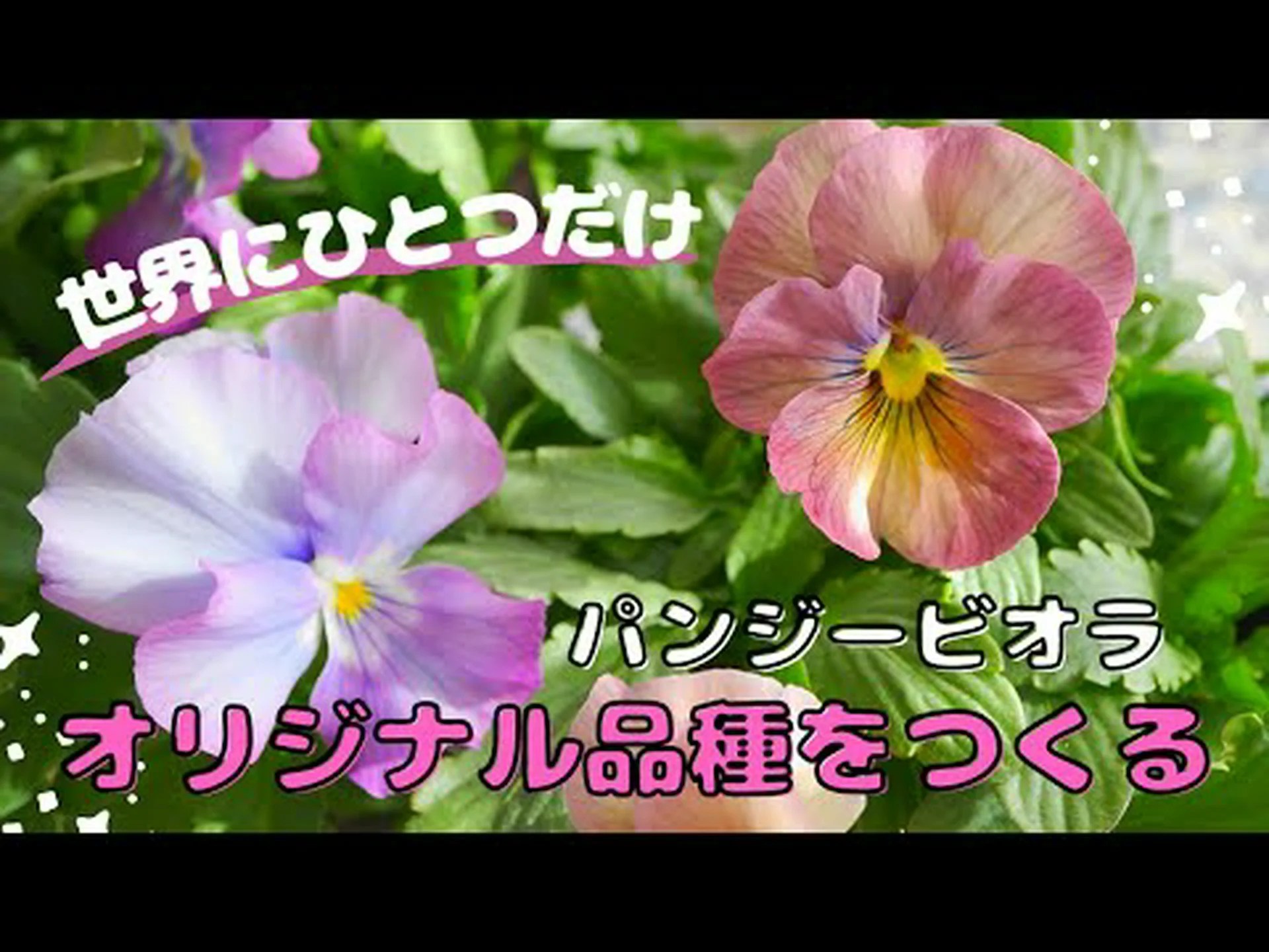 花を交配して新しい交配種を生み出す 花を交配して新しい交配種を生み出す