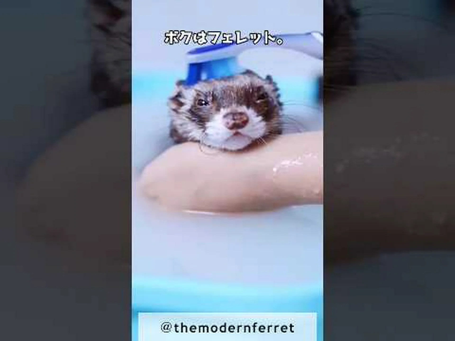 フェレットの選び方は? フェレットの選び方は?