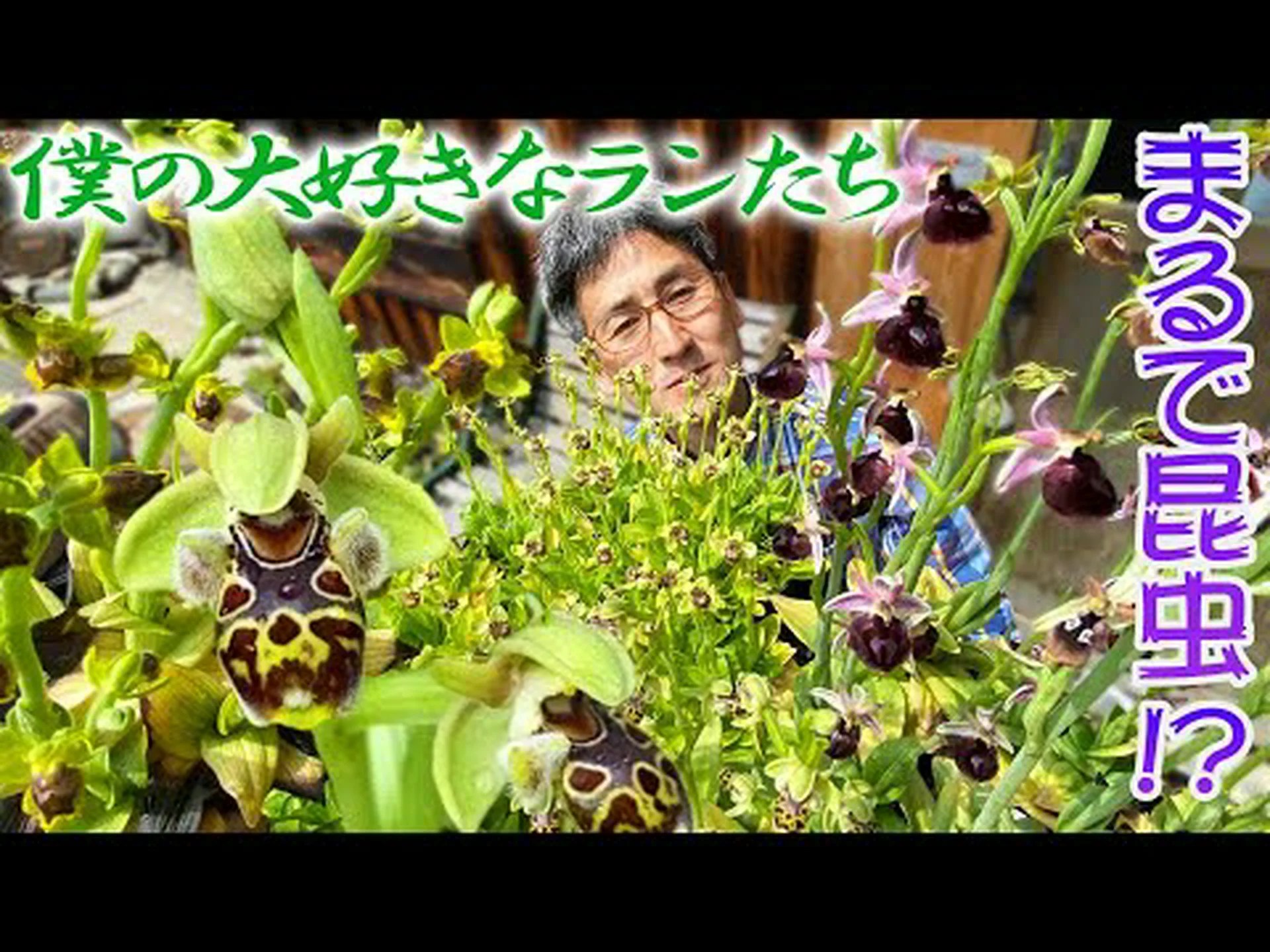 蜂蘭、オフリス蜂 蜂蘭、オフリス蜂