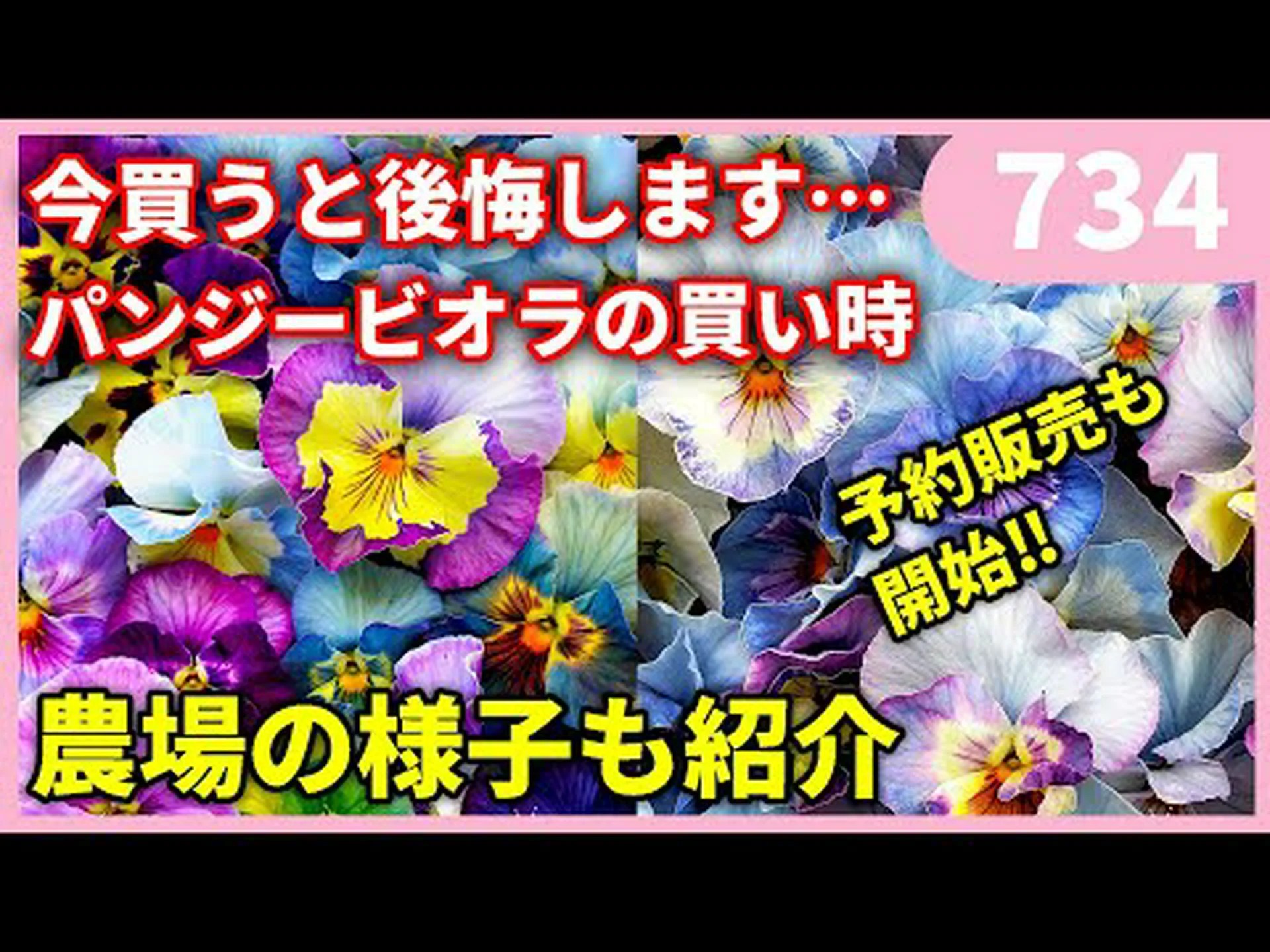 パンジー蘭 パンジー蘭