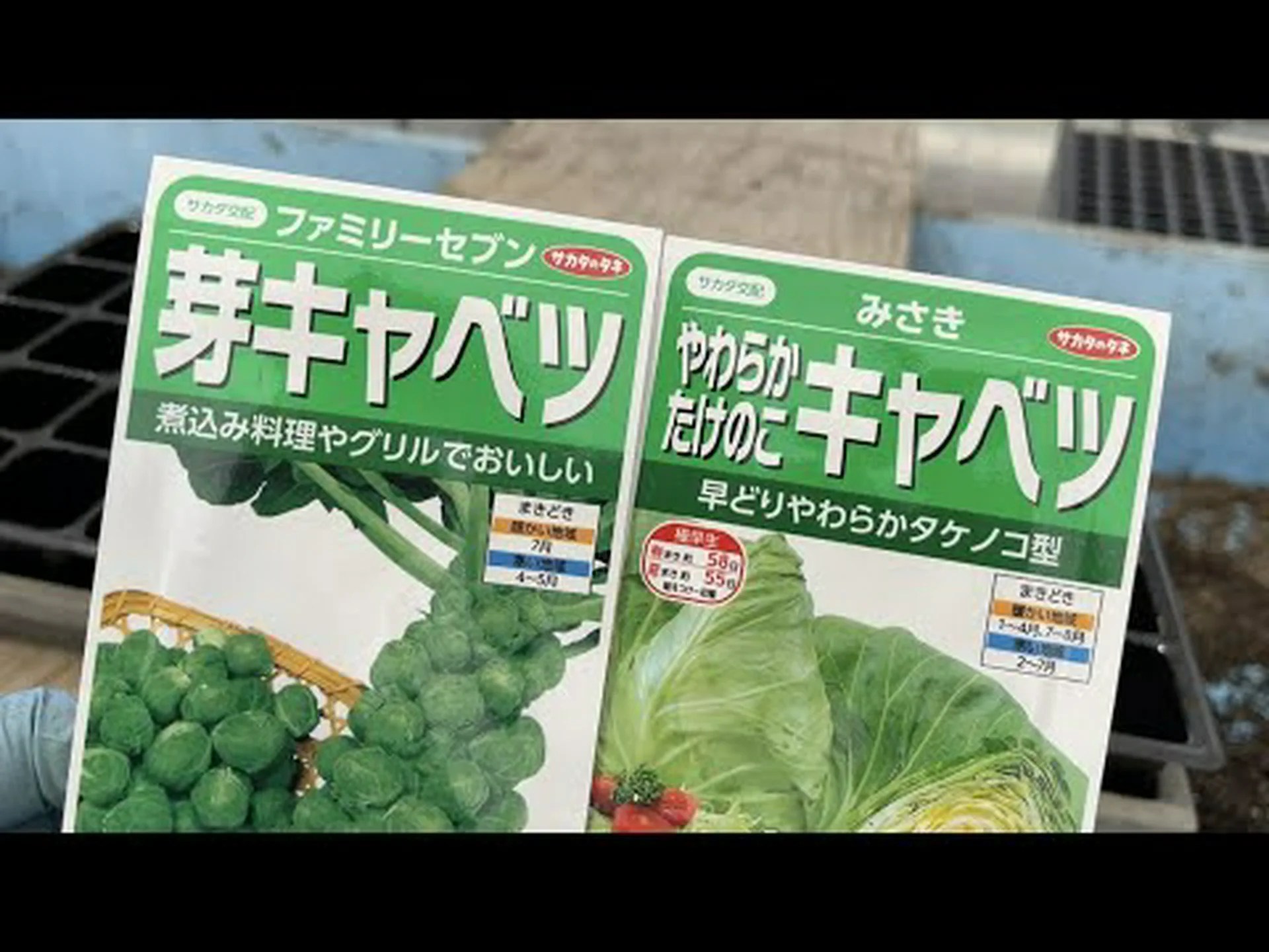 芽キャベツ 芽キャベツ