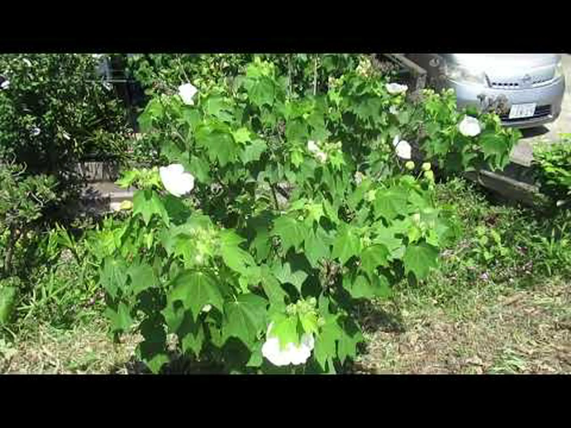 一年生アオイ科のアオイ科の植物、三半期のラヴァテール 一年生アオイ科のアオイ科の植物、三半期のラヴァテール