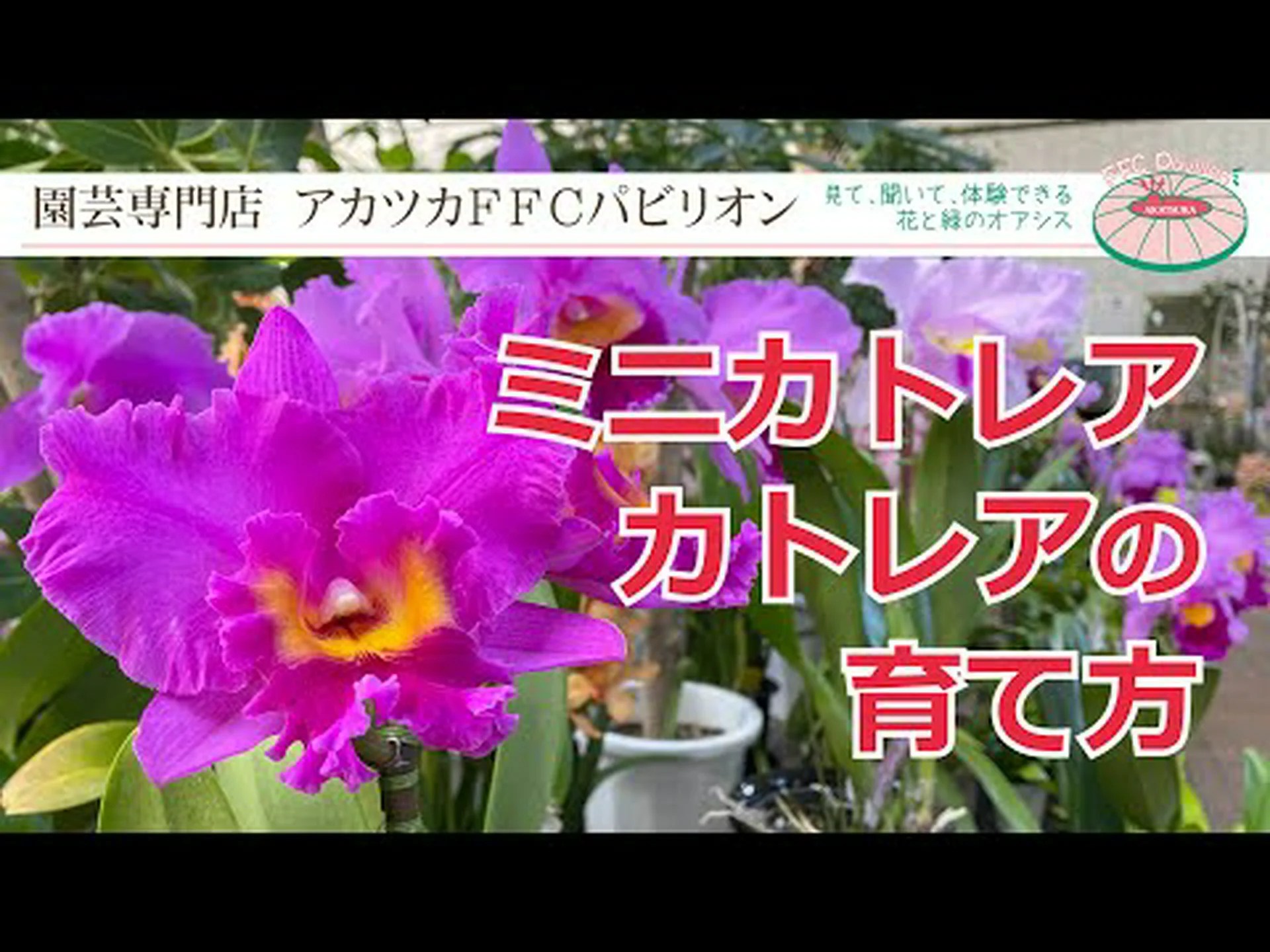 カトレア カトレア