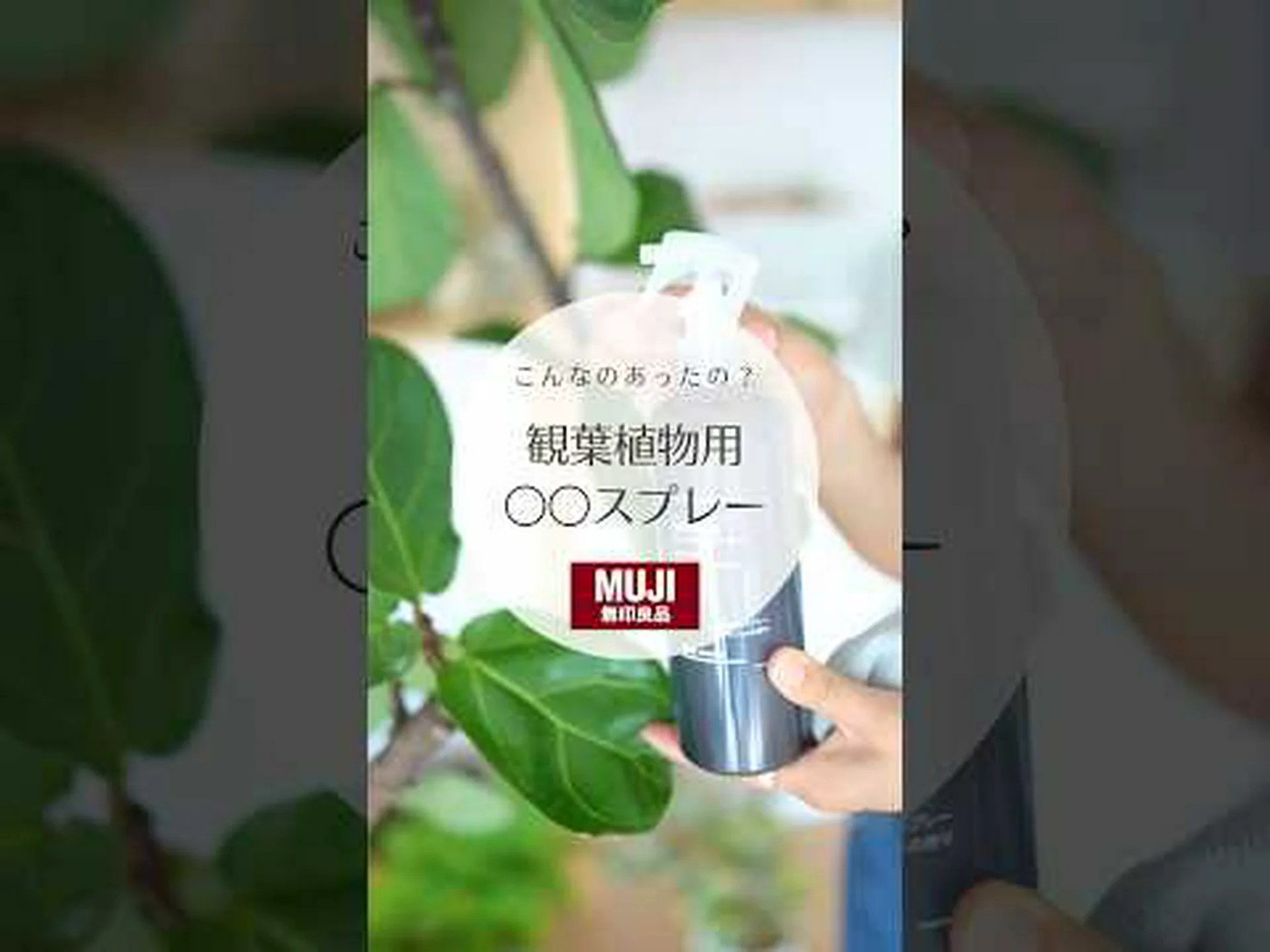 シダ葉クロウメモドキ、切り葉クロウメモドキ シダ葉クロウメモドキ、切り葉クロウメモドキ