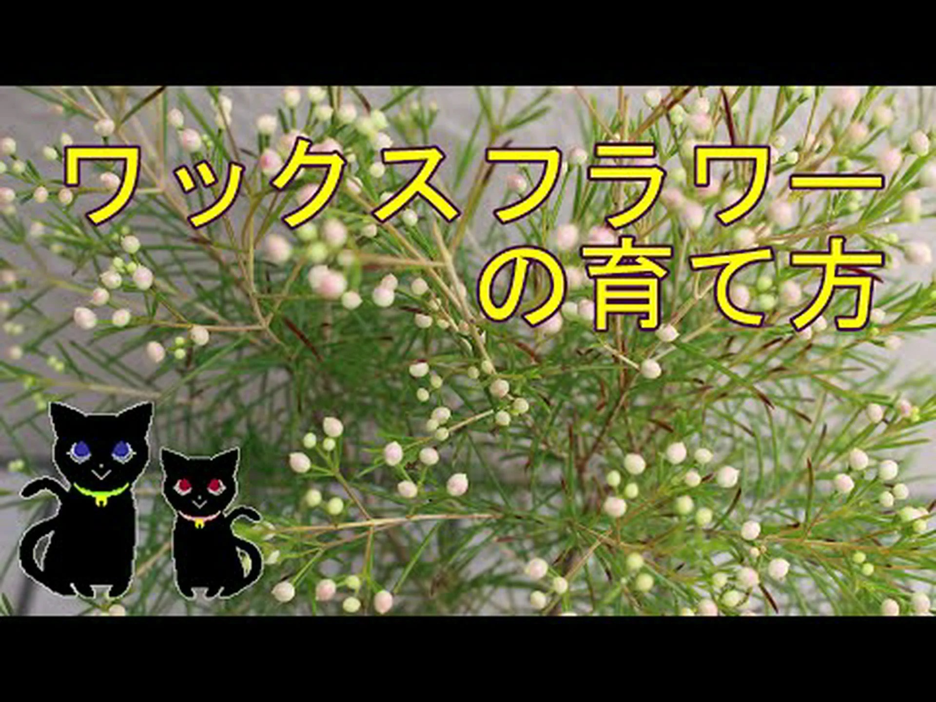 ワックスフラワー、ポーセリンフラワー ワックスフラワー、ポーセリンフラワー