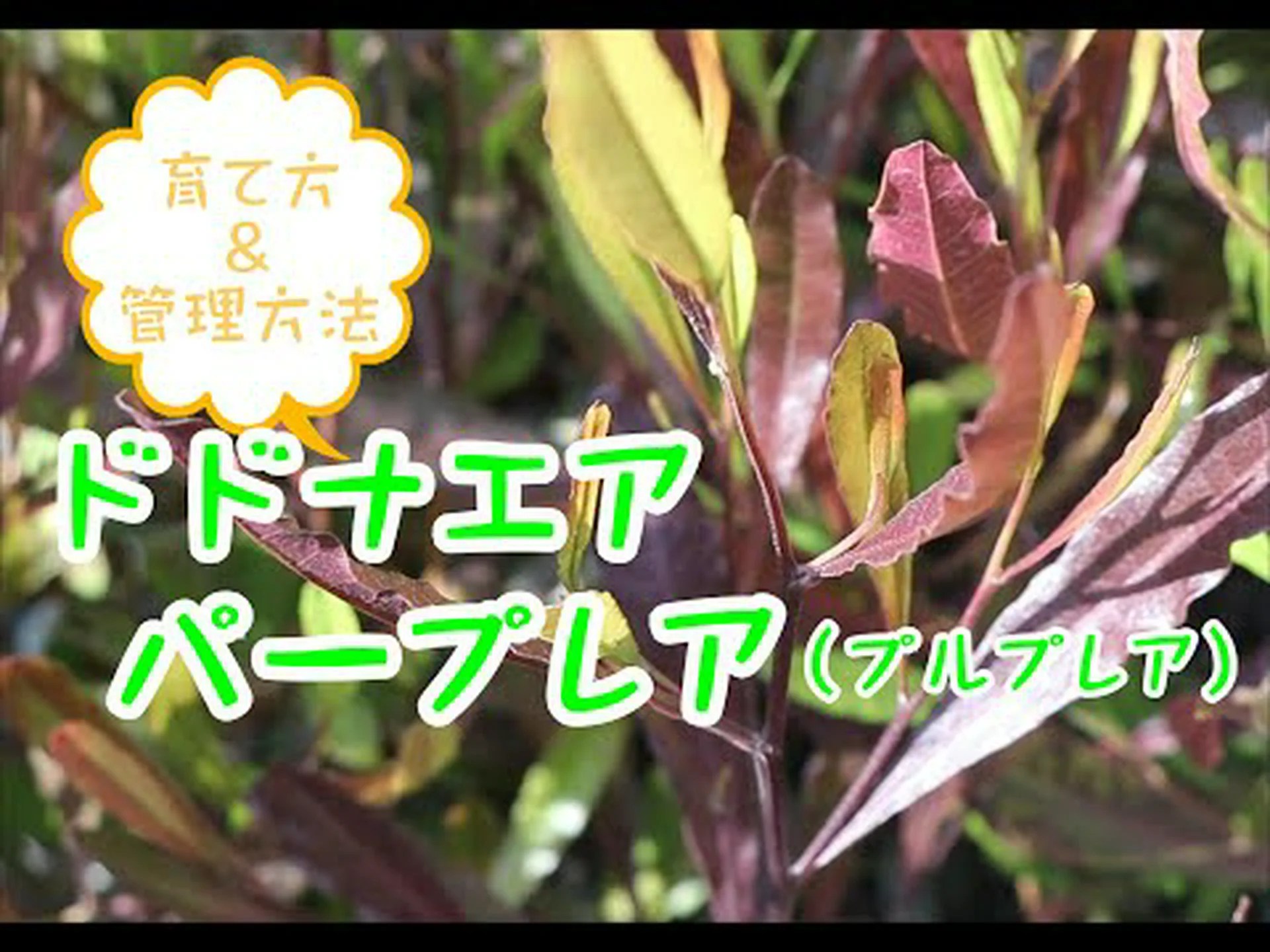 ぬるぬるドドナ、アマガエル、アーネット ぬるぬるドドナ、アマガエル、アーネット