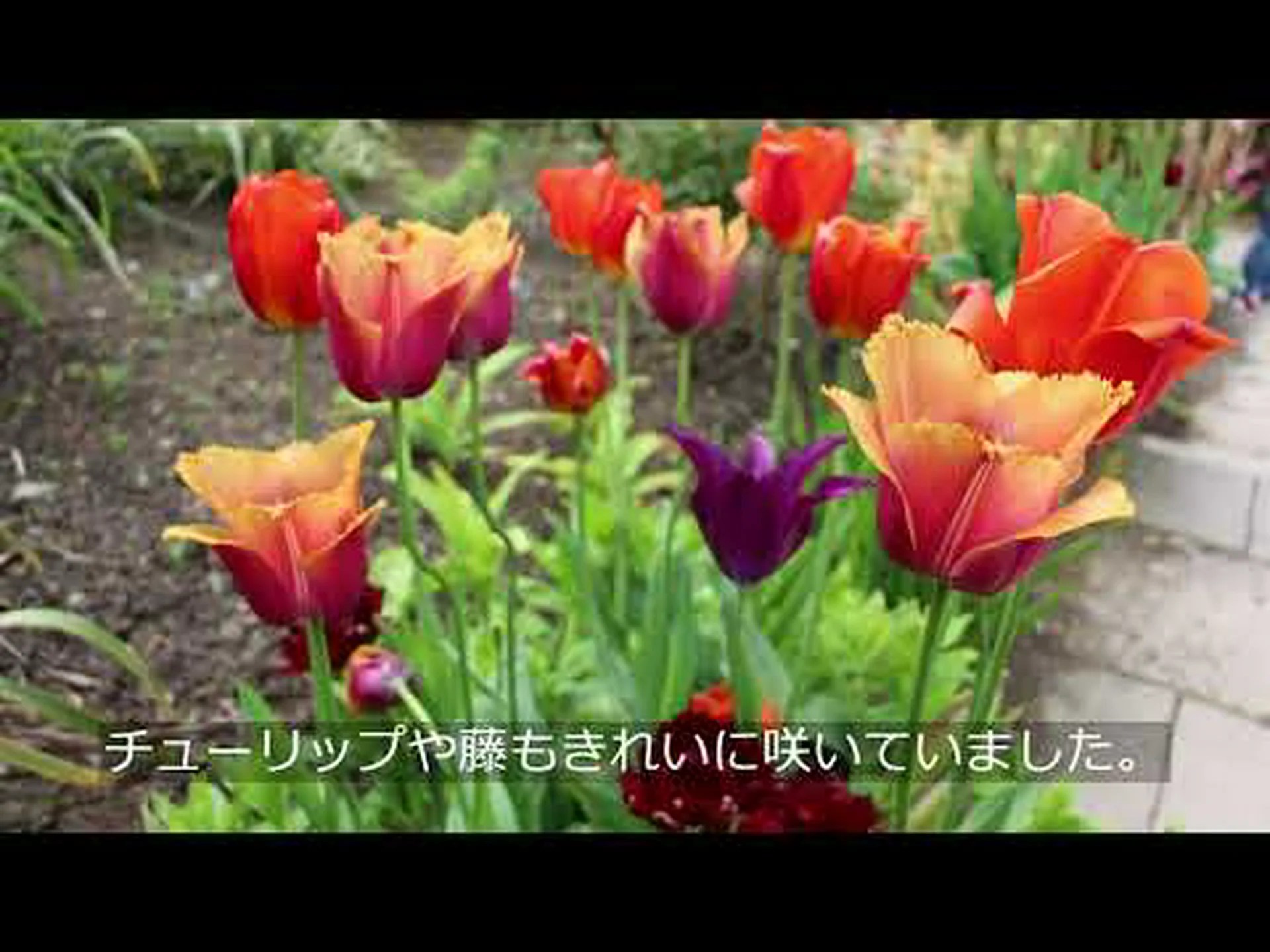 ウィンターガマズミ、ボドナントガマズミ ウィンターガマズミ、ボドナントガマズミ