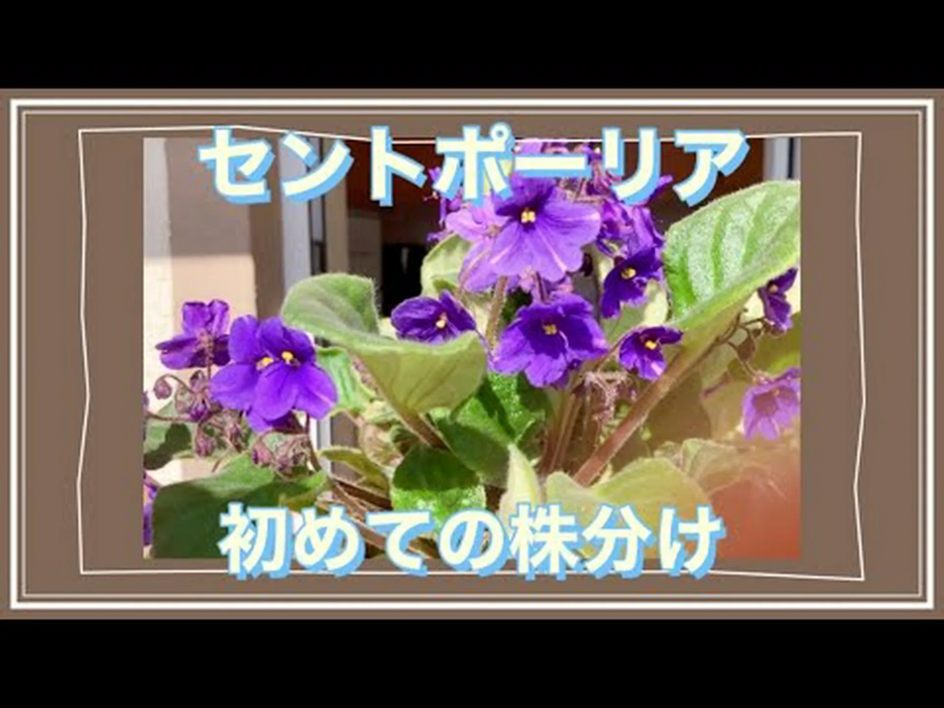 セントポーリアの葉から挿し木をする方法は? セントポーリアの葉から挿し木をする方法は?