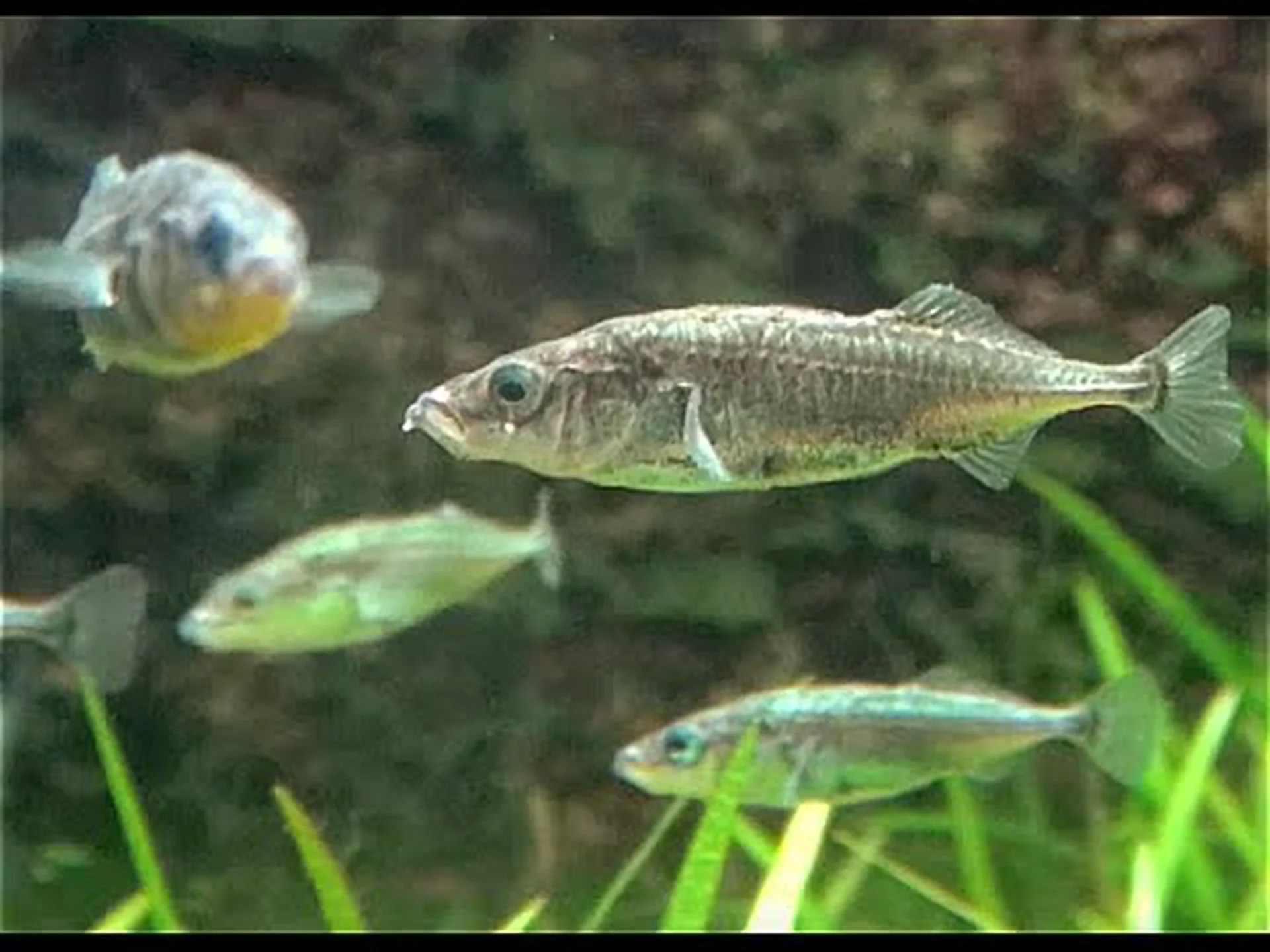 イトヨ、巣を作る魚 イトヨ、巣を作る魚