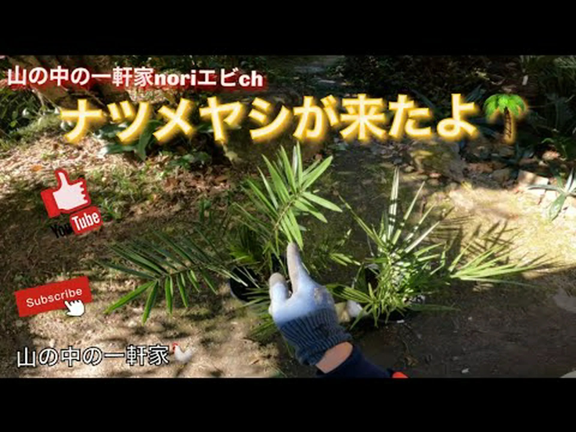 メコンナツメヤシ、ドワーフナツメヤシ メコンナツメヤシ、ドワーフナツメヤシ