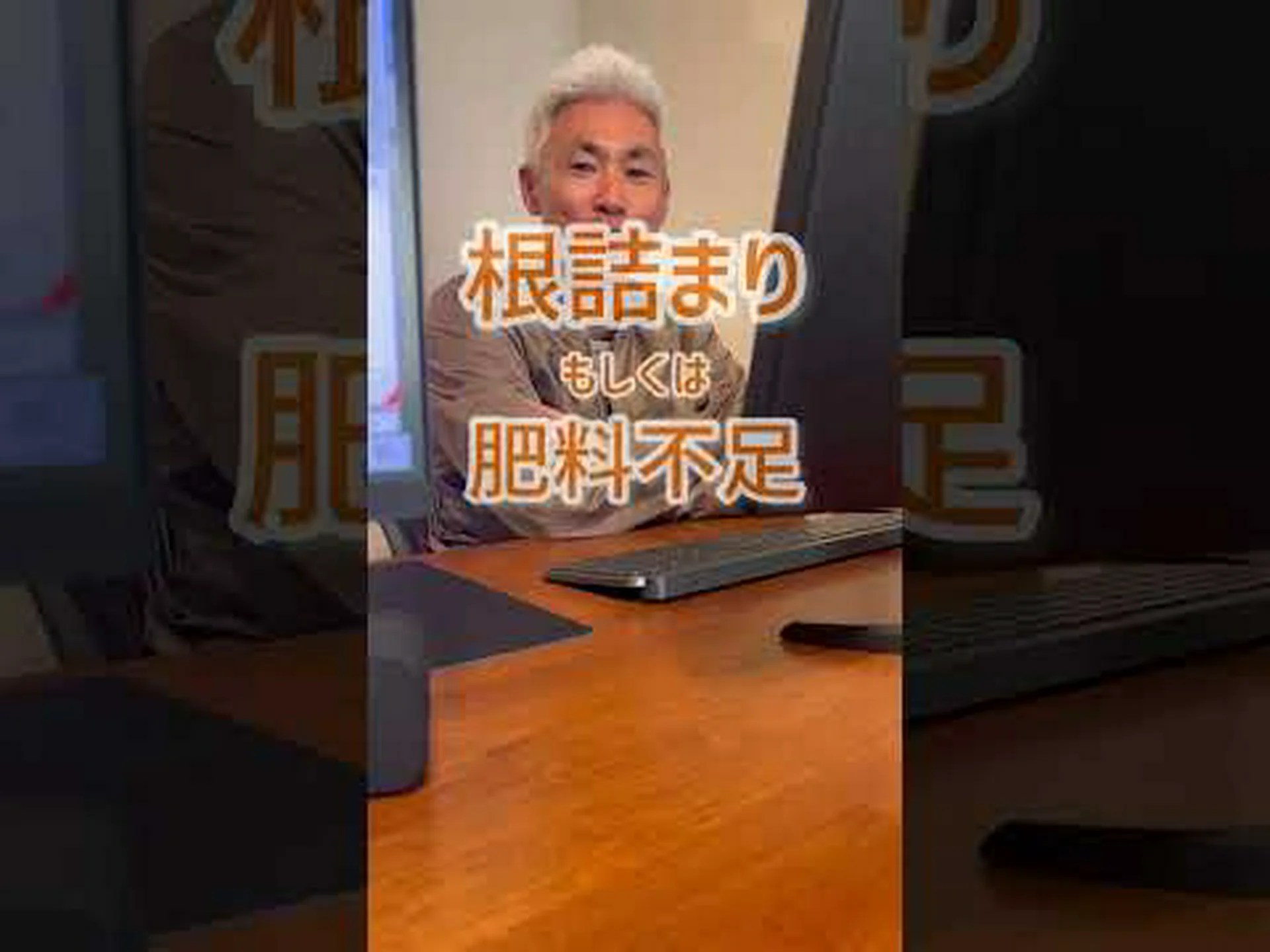 中国の木のハイビスカス、庭のハイビスカス 中国の木のハイビスカス、庭のハイビスカス