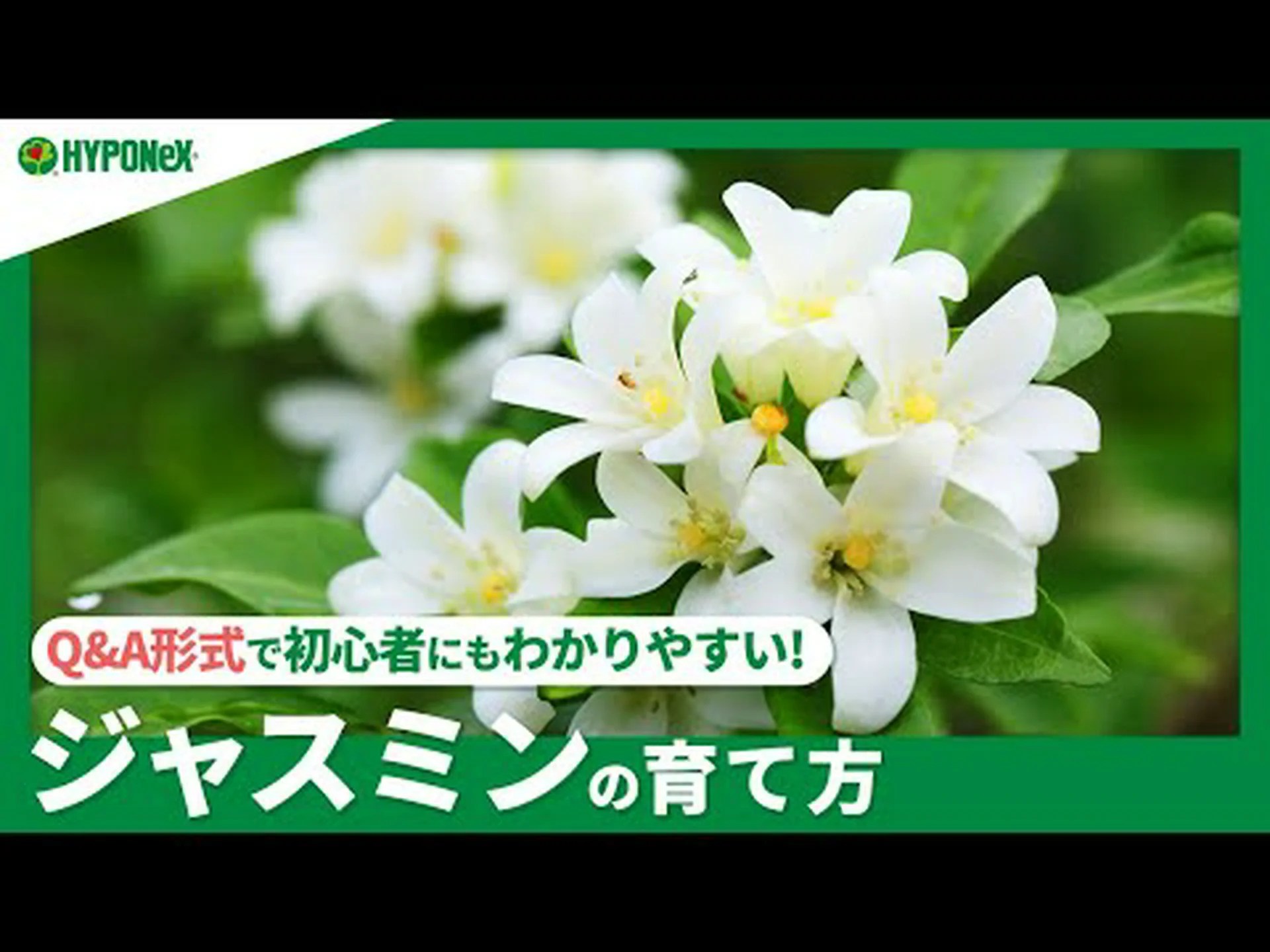 アイランド ジャスミン アイランド ジャスミン