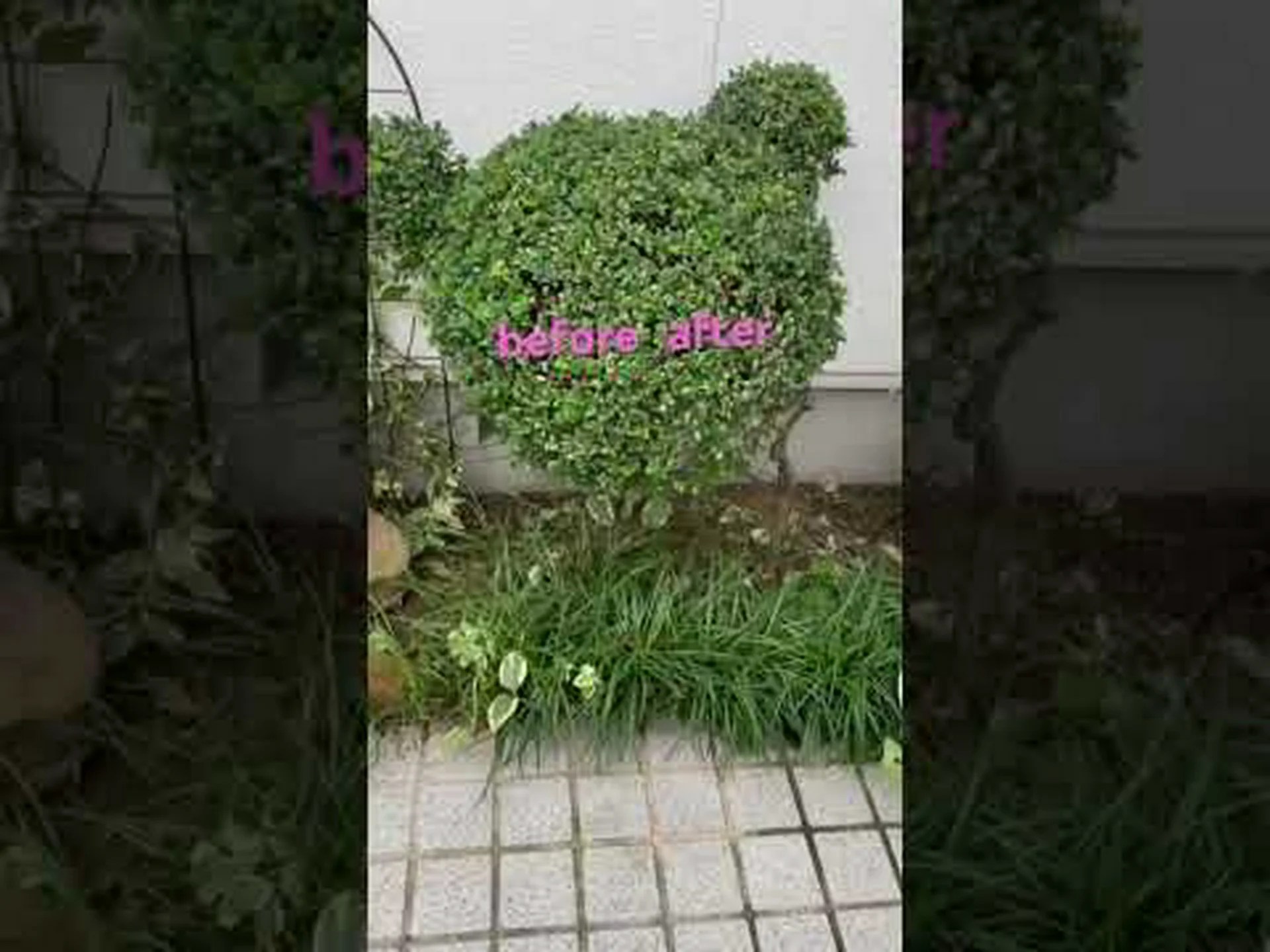 トピアリーアート、適応種 トピアリーアート、適応種