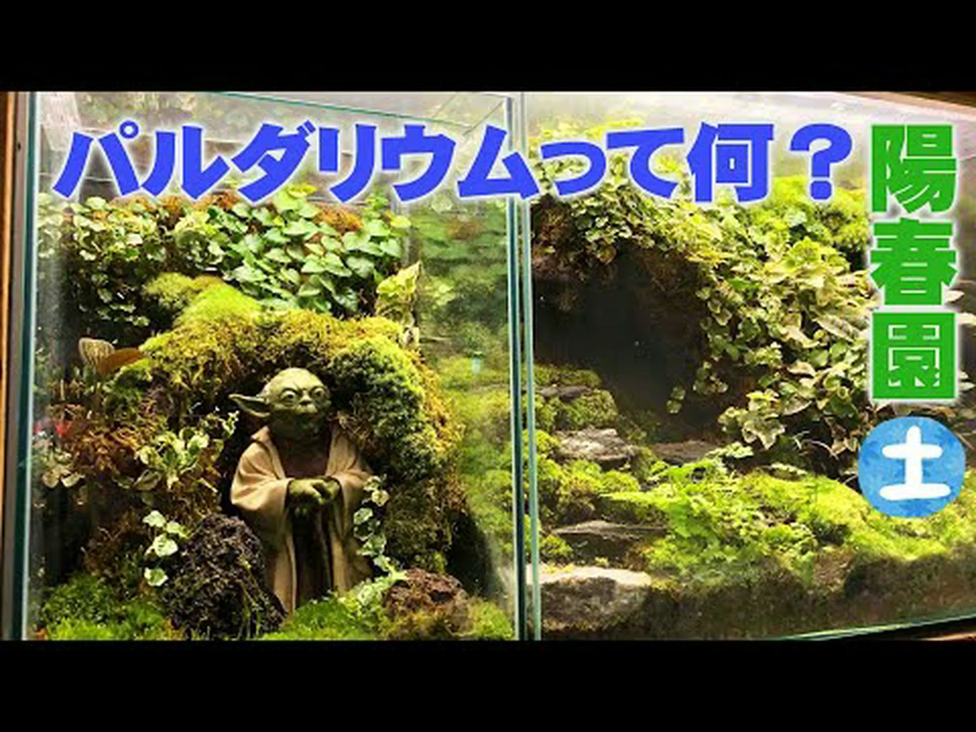 マルティニークの熱帯雨林 マルティニークの熱帯雨林