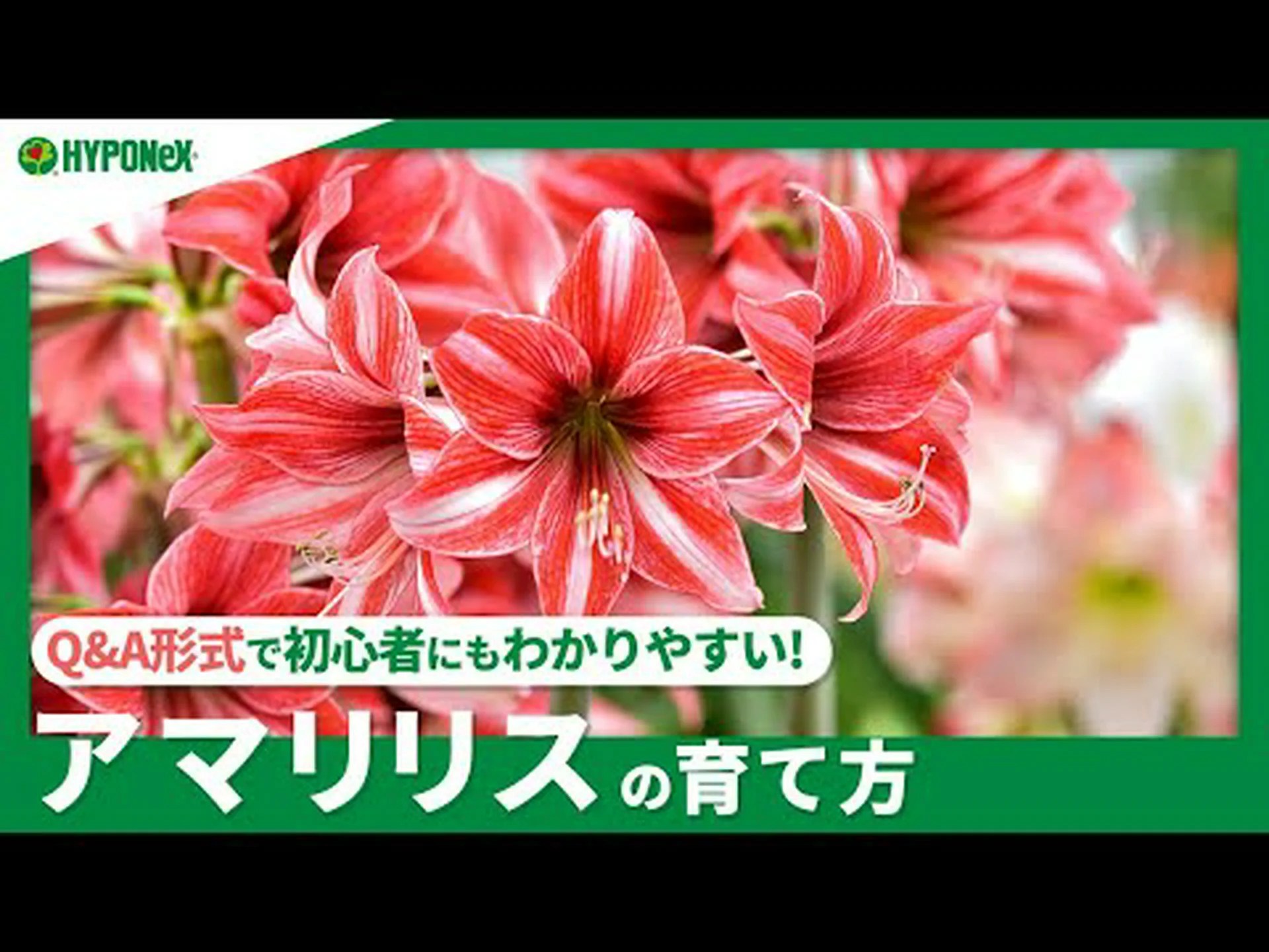 印象的なアマリリス 印象的なアマリリス