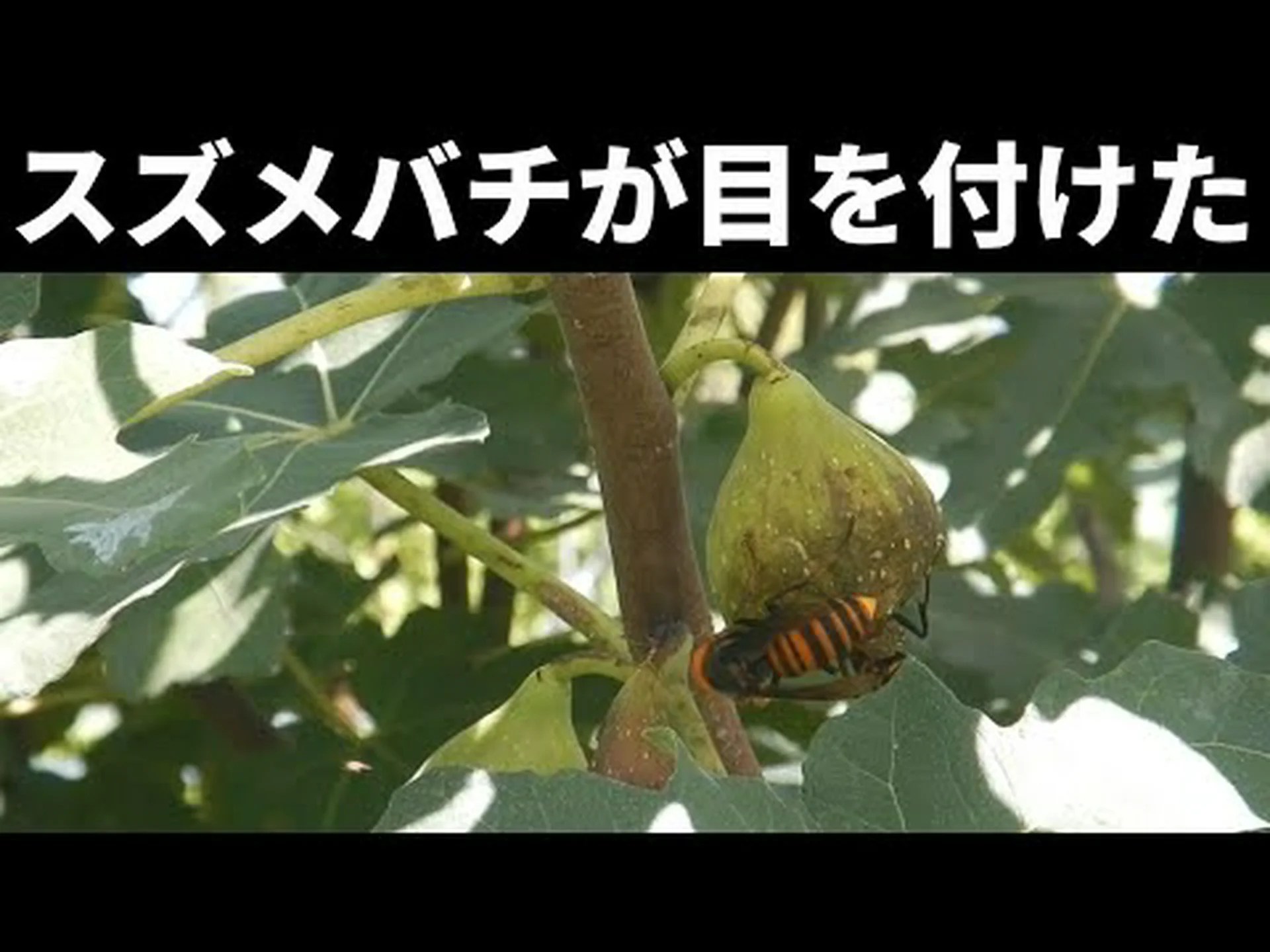 スズメバチなくしてイチジクなし スズメバチなくしてイチジクなし
