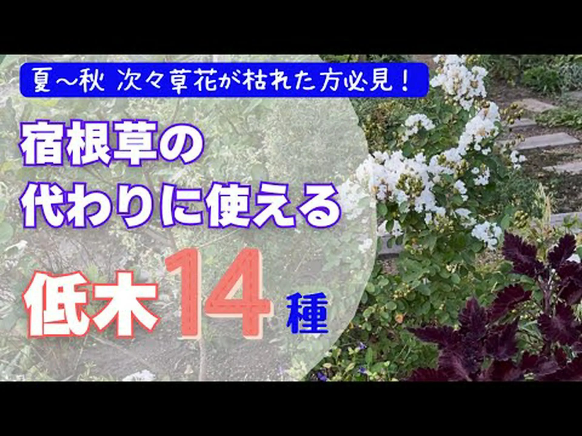 汚染に強い低木10本 汚染に強い低木10本