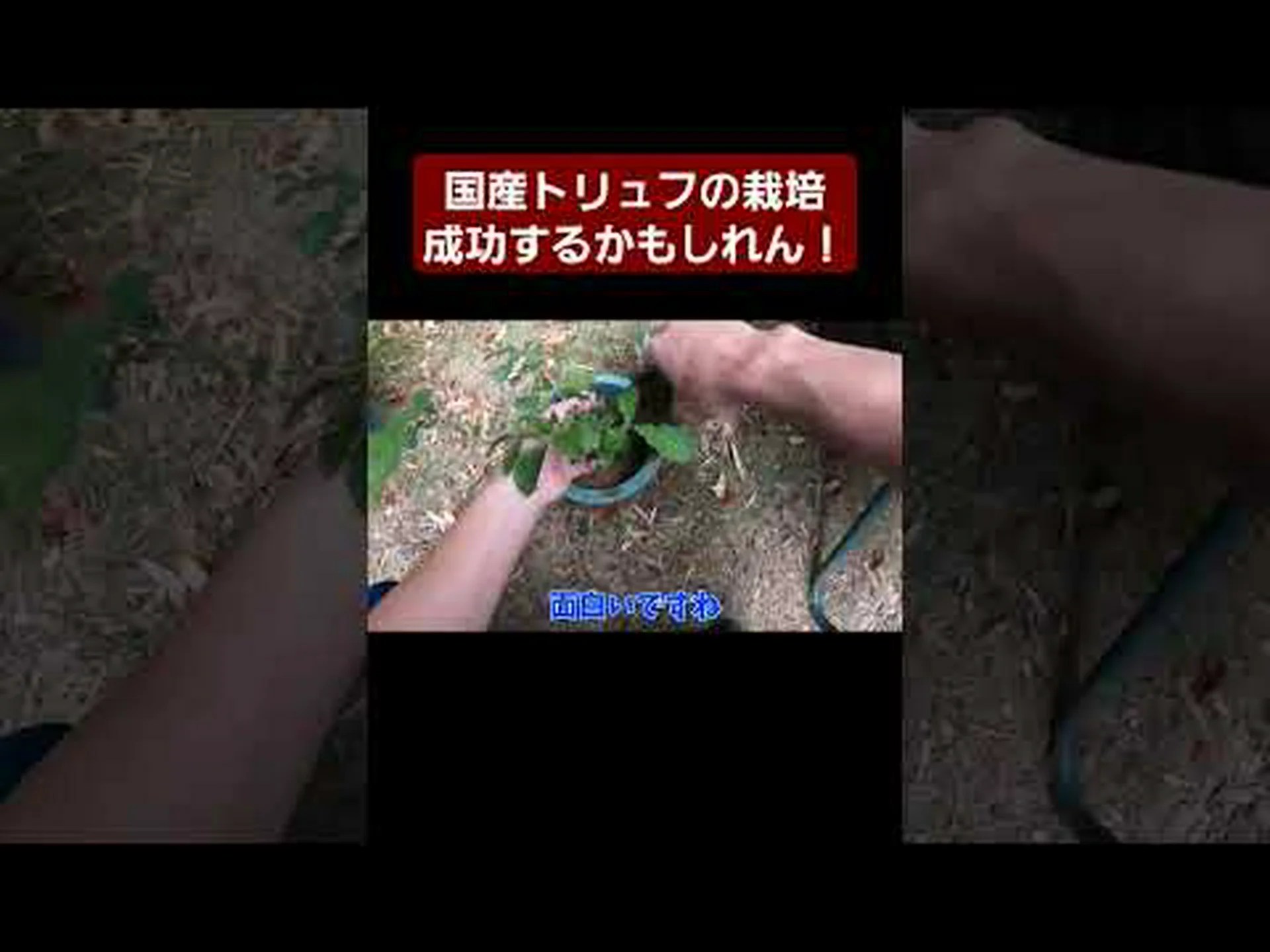 黒ヴィテロットポテト、ネグレス、中国産トリュフ 黒ヴィテロットポテト、ネグレス、中国産トリュフ