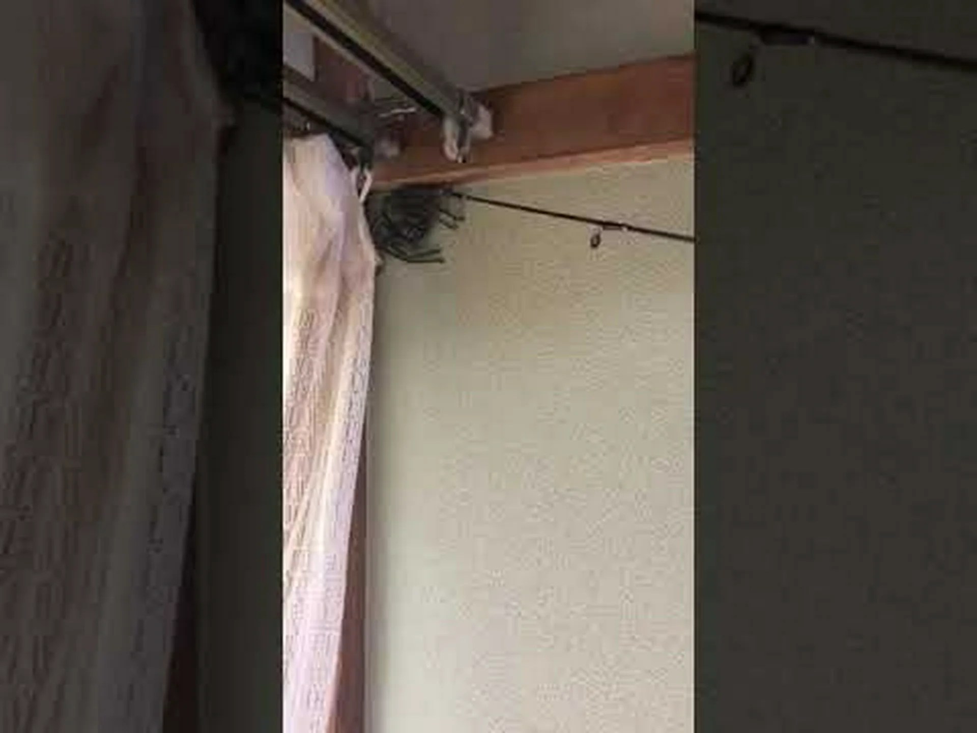 健康的な家のためのクモ 健康的な家のためのクモ