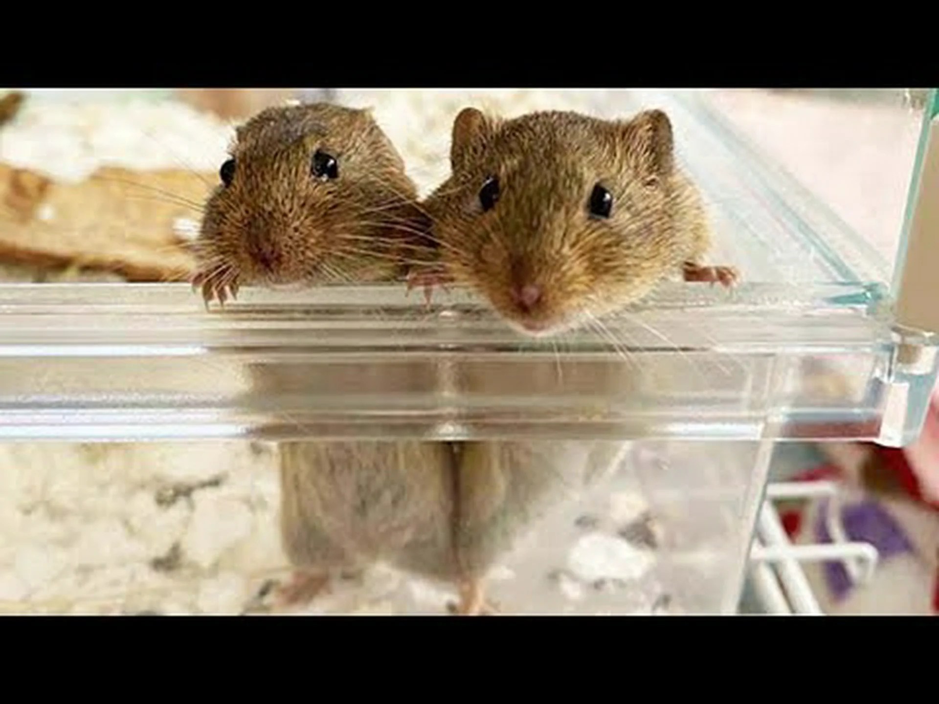 ハタネズミ ハタネズミ