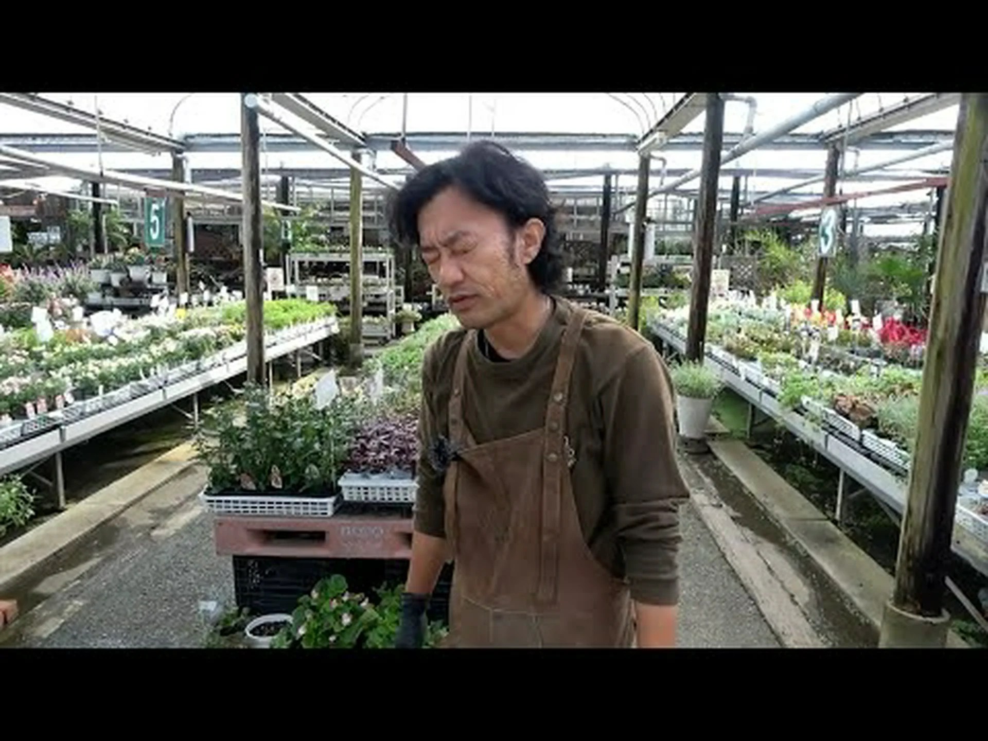 多年生ゼラニウム、家族の肖像画 多年生ゼラニウム、家族の肖像画