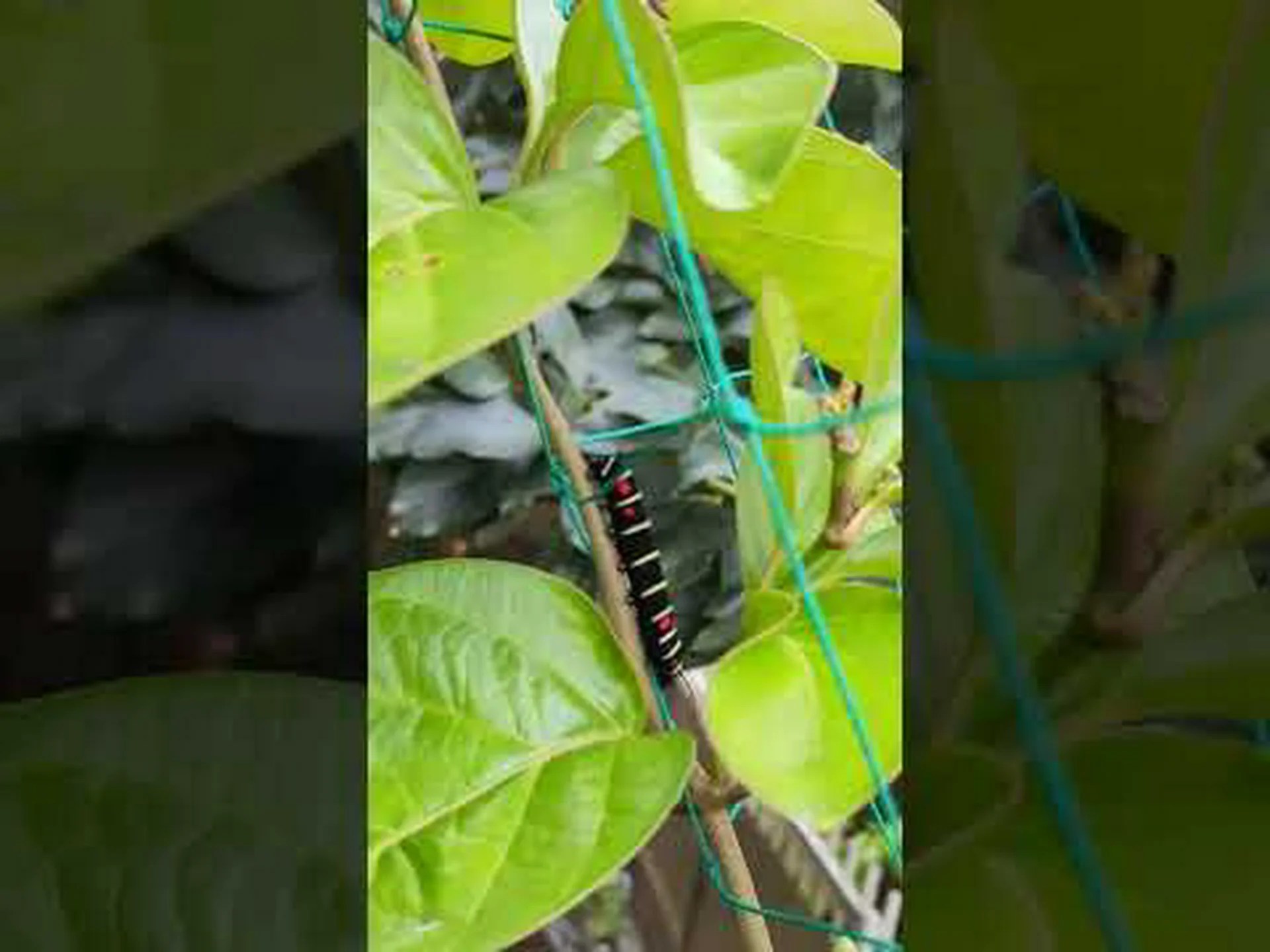 鱗翅目または蝶 鱗翅目または蝶