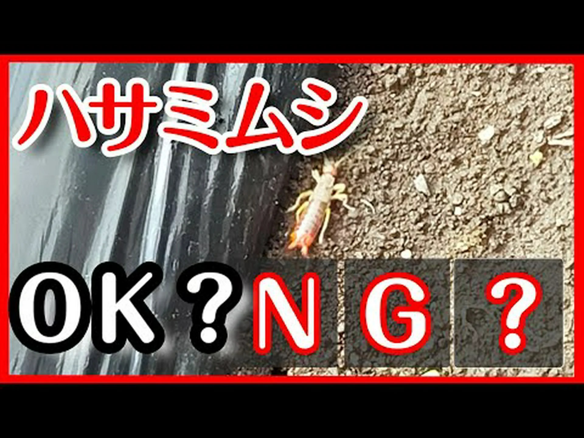 ハサミムシ ハサミムシ