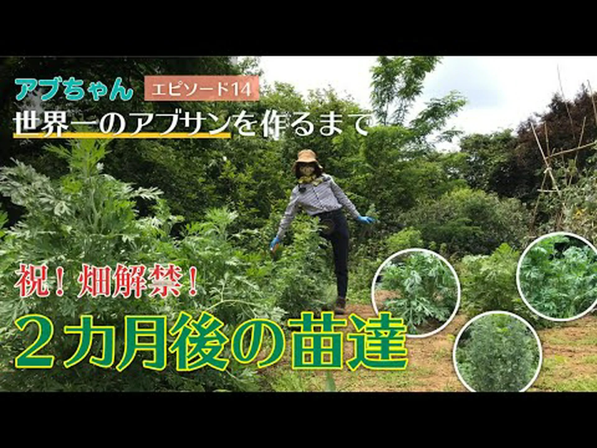 アブサン アブサン