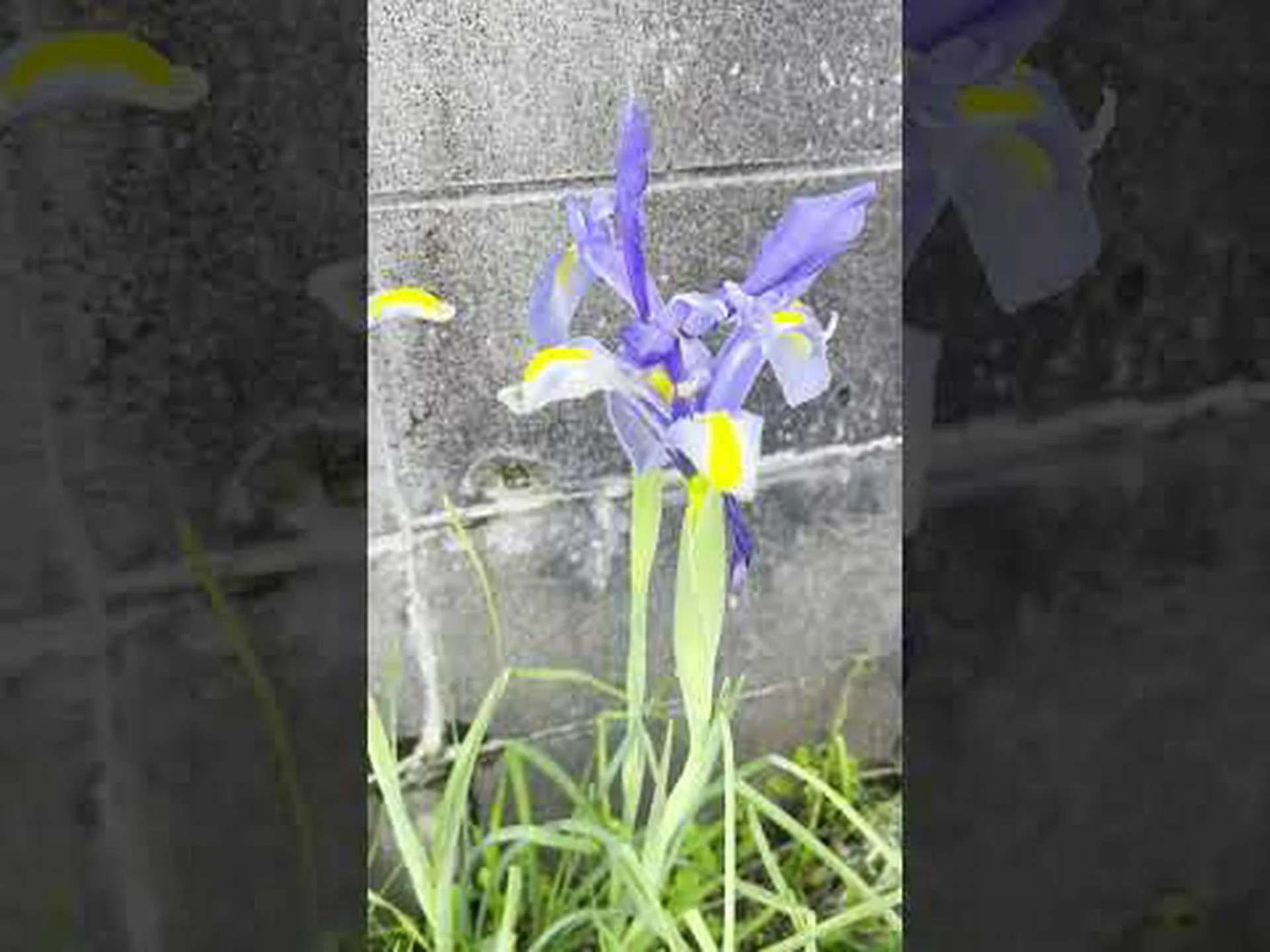 スパニッシュアイリス、淡黄色のアフリカンアイリス、ピーコックアイリス スパニッシュアイリス、淡黄色のアフリカンアイリス、ピーコックアイリス