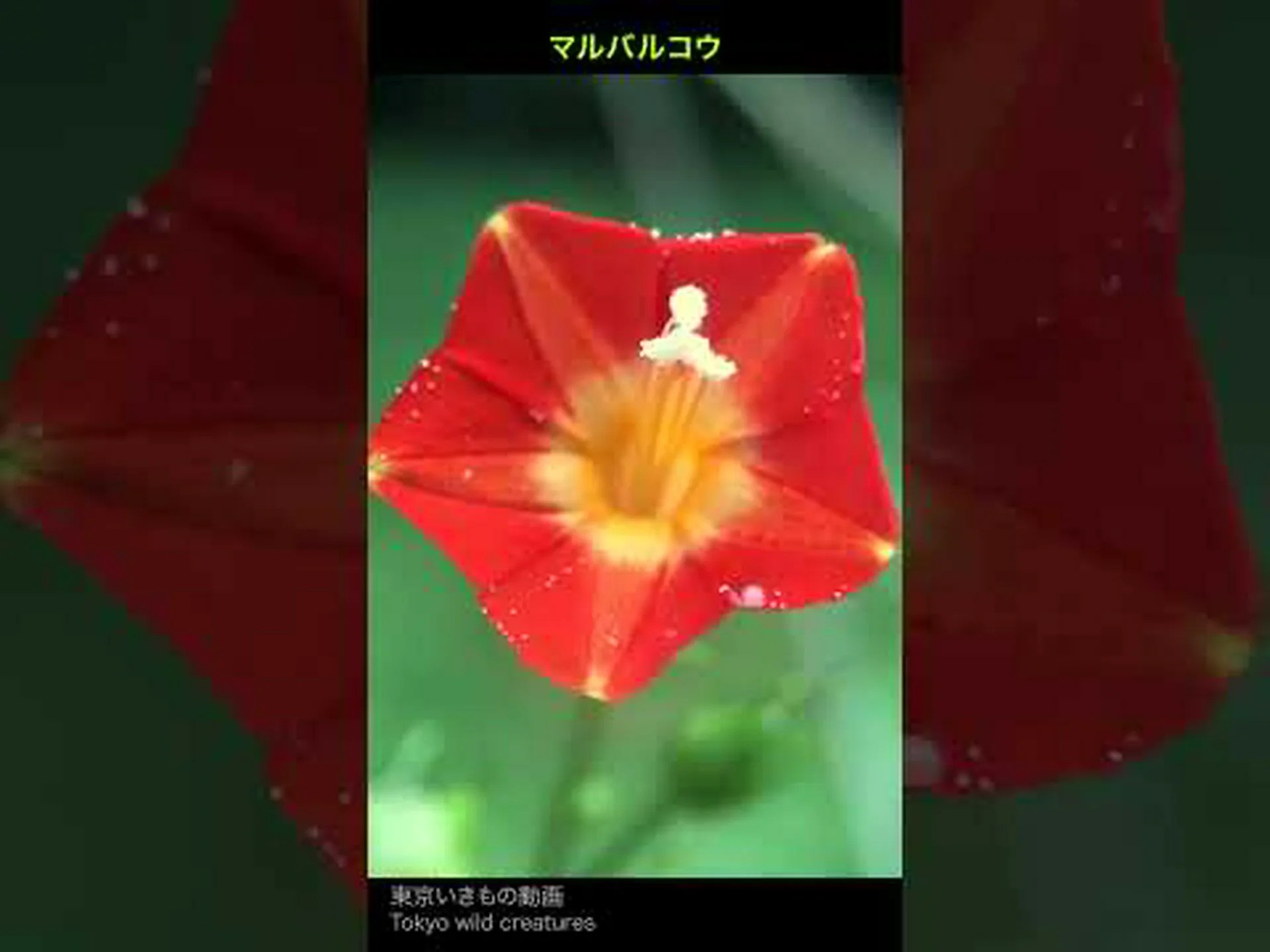 マルティニーク、非常に多様な植物相に関するファイル マルティニーク、非常に多様な植物相に関するファイル