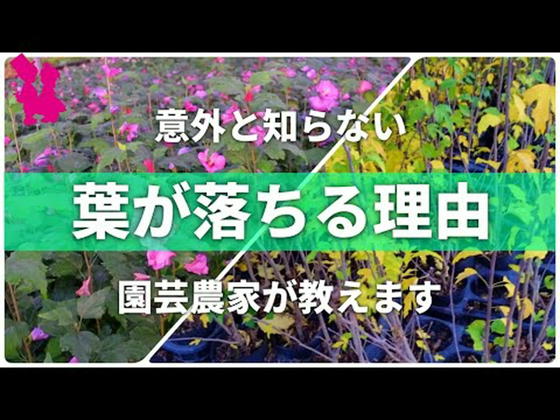 落葉または常緑の葉 落葉または常緑の葉