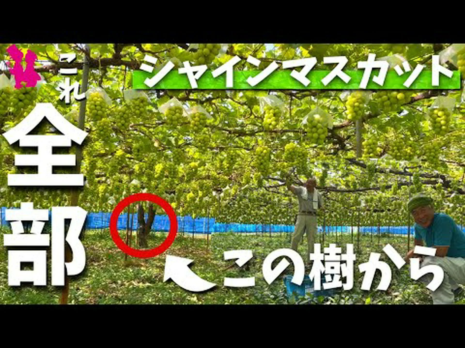 より環境に優しいブドウ畑を目指して より環境に優しいブドウ畑を目指して