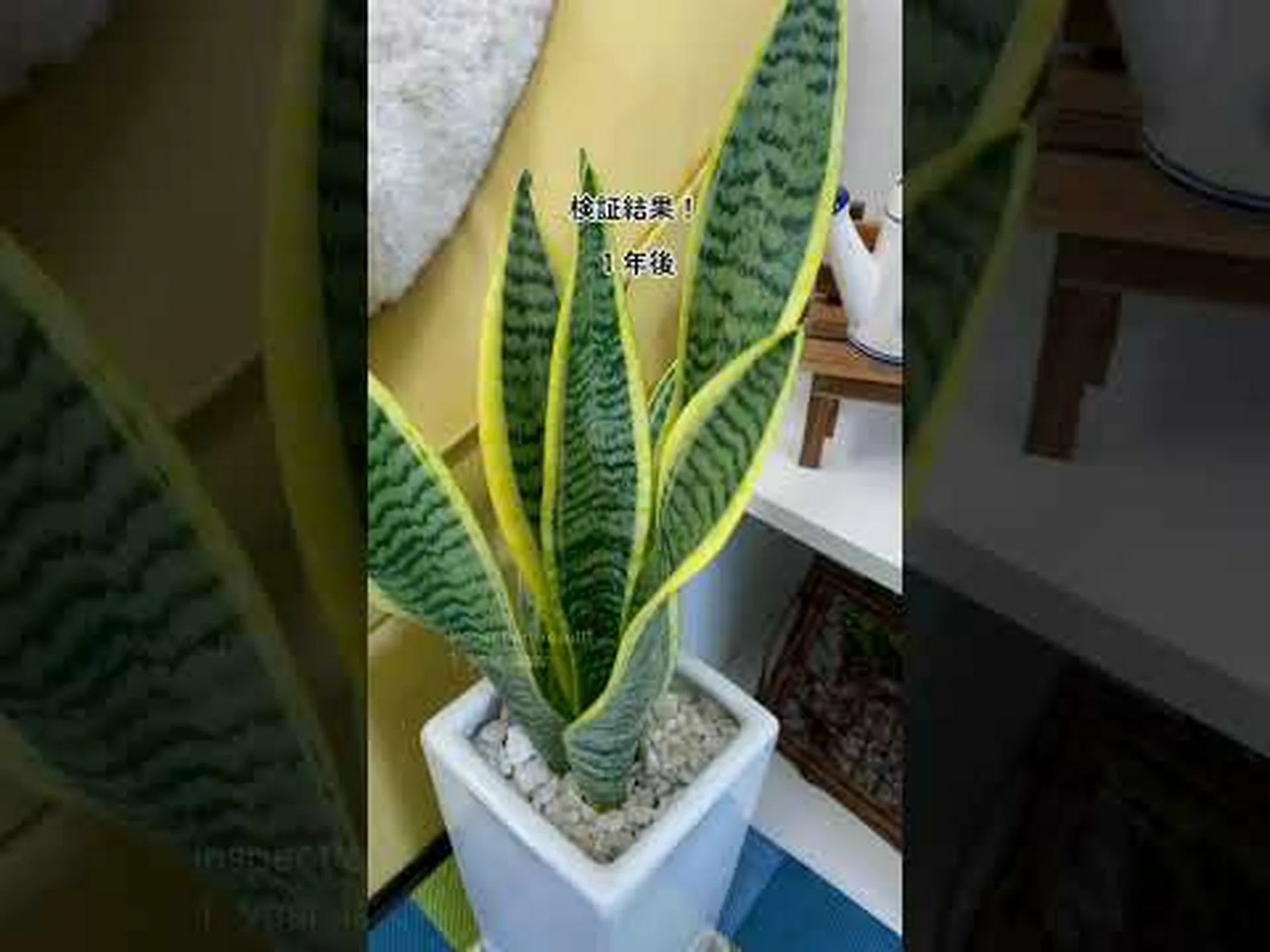 円筒形の葉を持つサンスベリア 円筒形の葉を持つサンスベリア