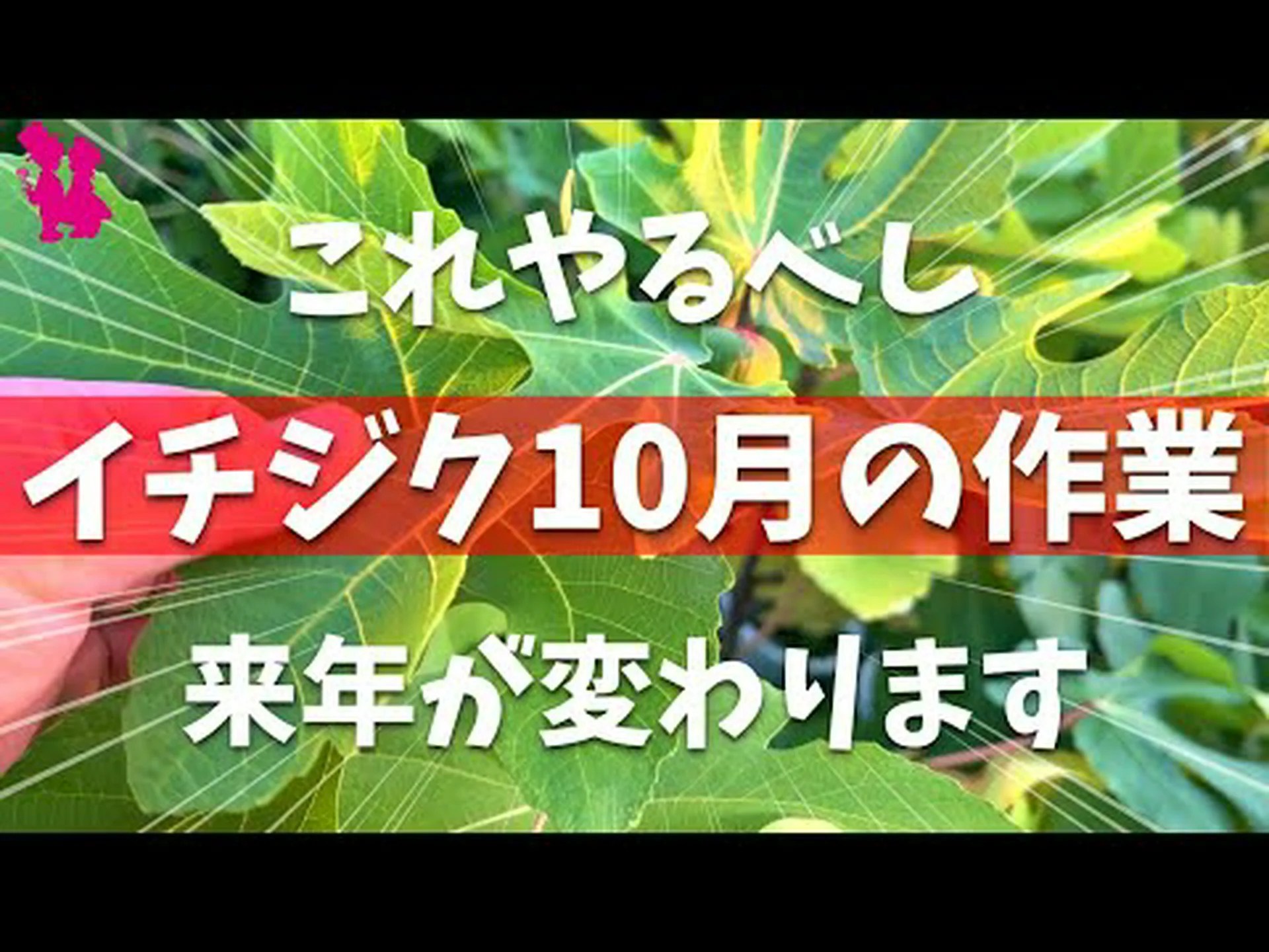 10種類のイチジクの木 10種類のイチジクの木