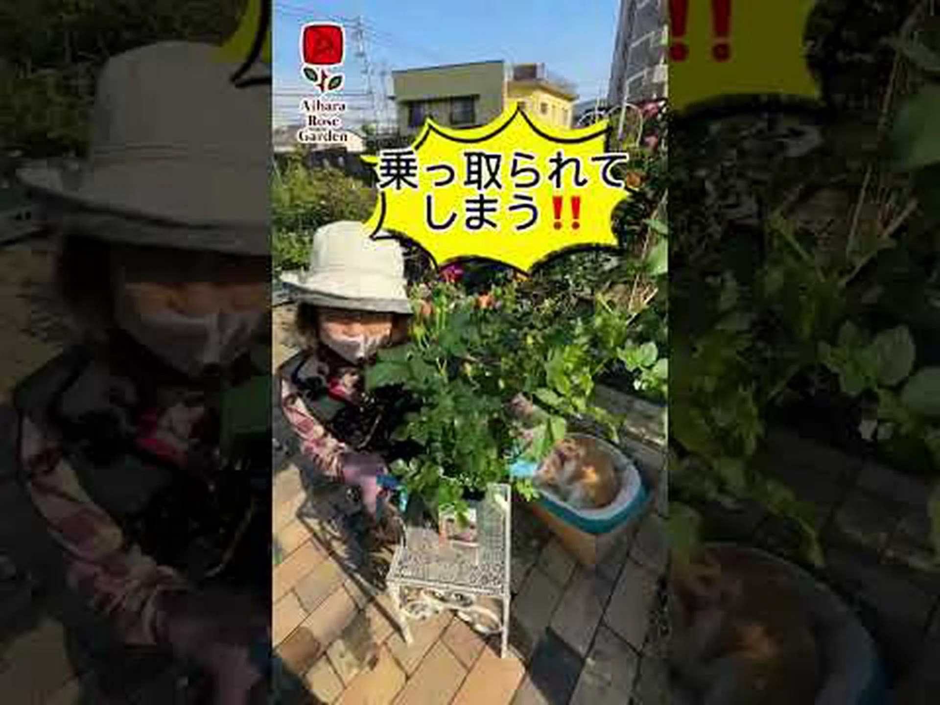 中国のバラの茂み 中国のバラの茂み