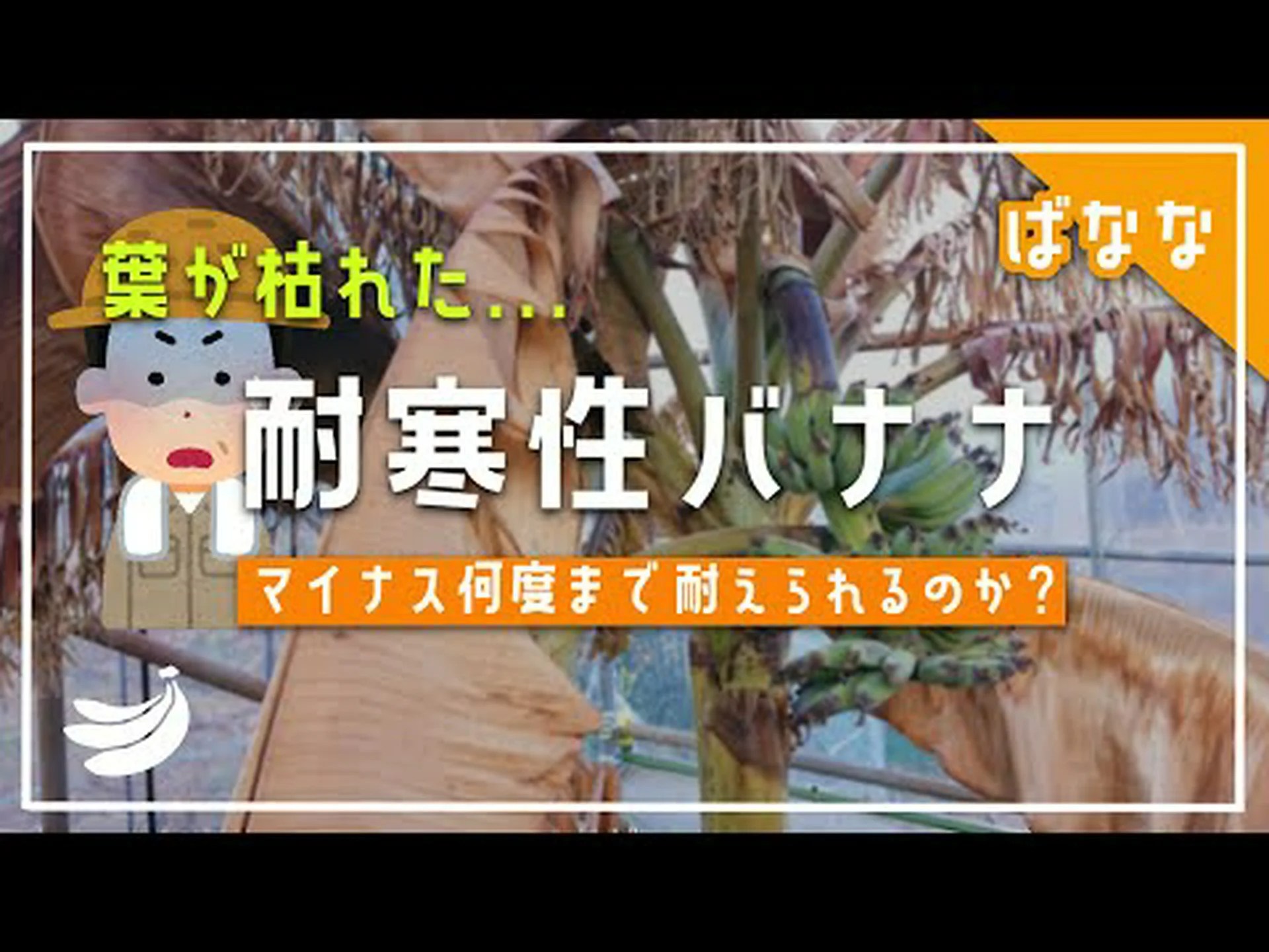 食用バナナを生産する耐寒性バナナ植物 食用バナナを生産する耐寒性バナナ植物